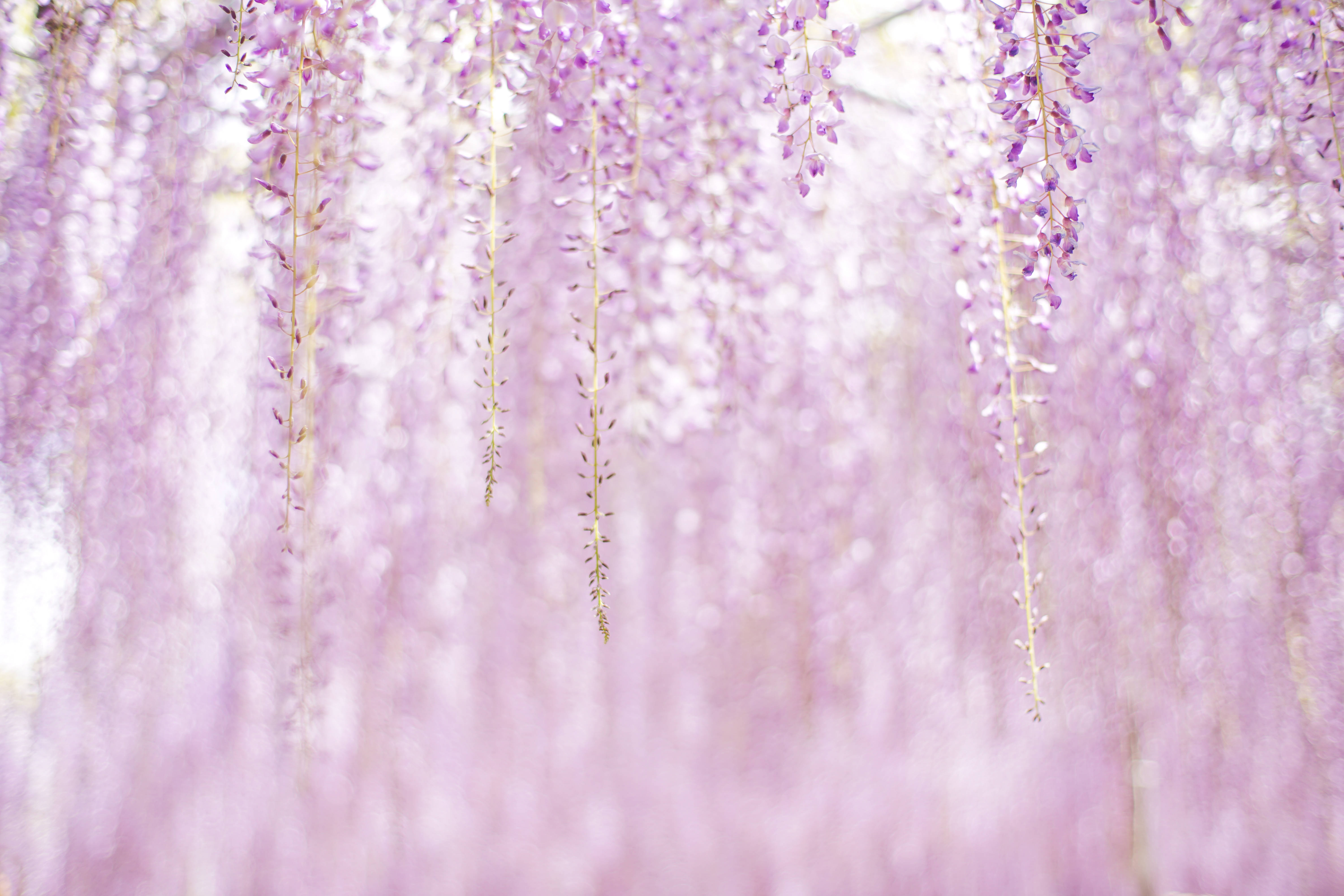 紫の美的な花 壁紙