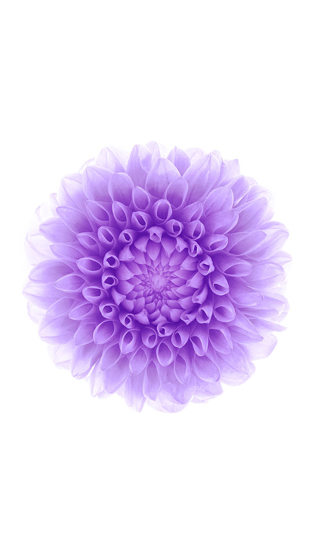 紫の花 iOS 6 壁紙