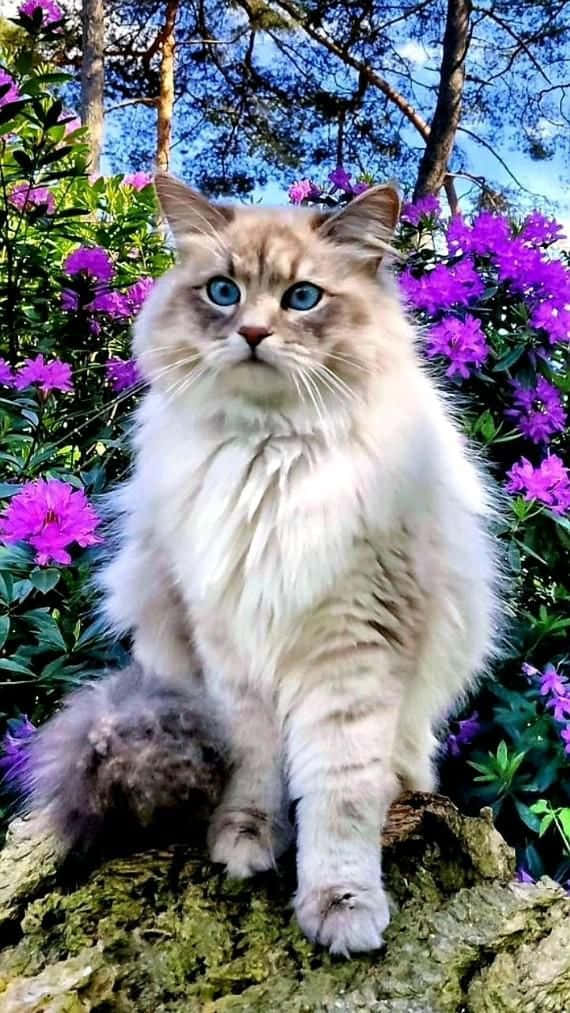 紫の花に囲まれた美しい猫の写真 壁紙