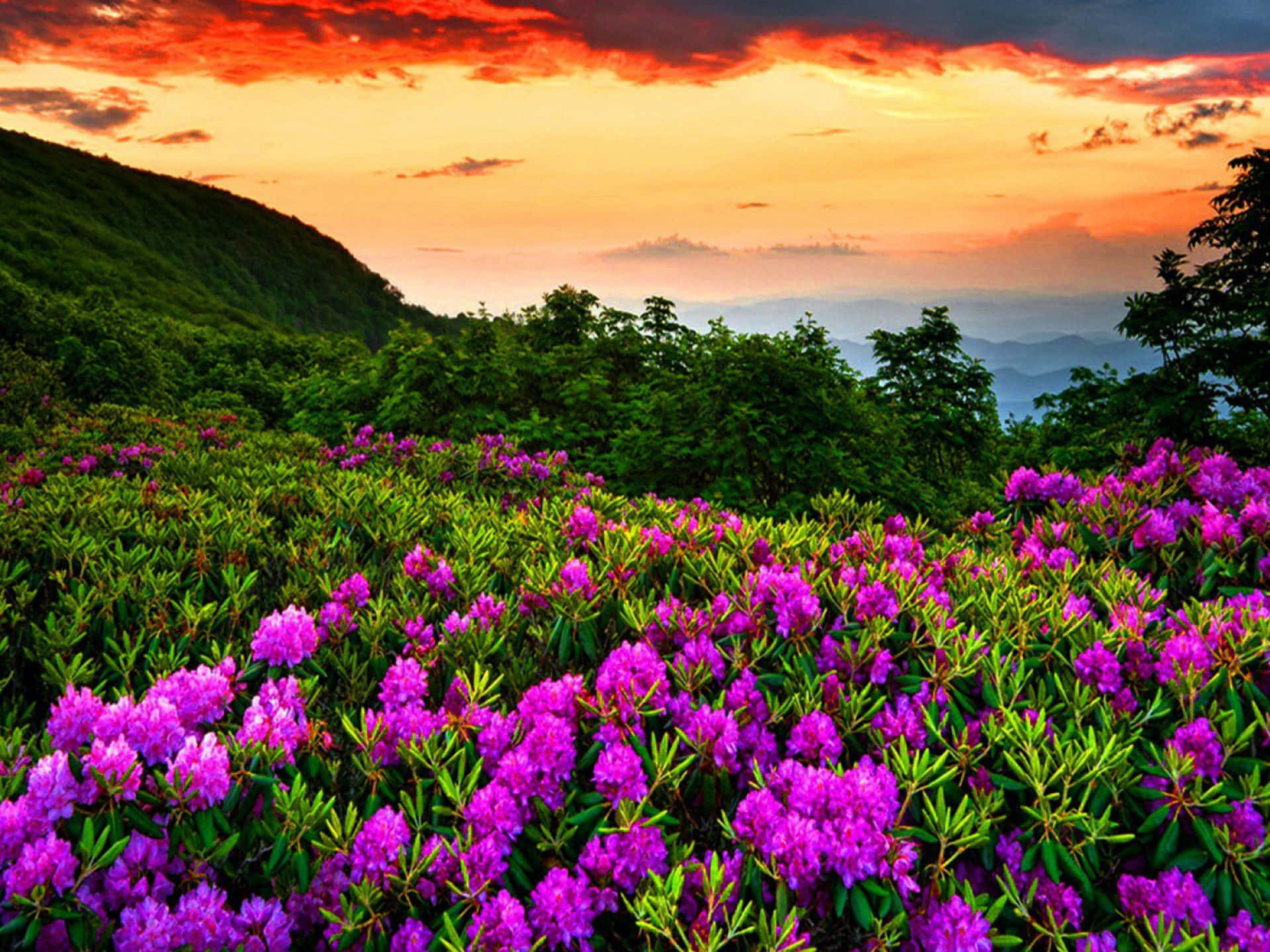 紫色のシャクナゲとツツジの春の花背景 壁紙