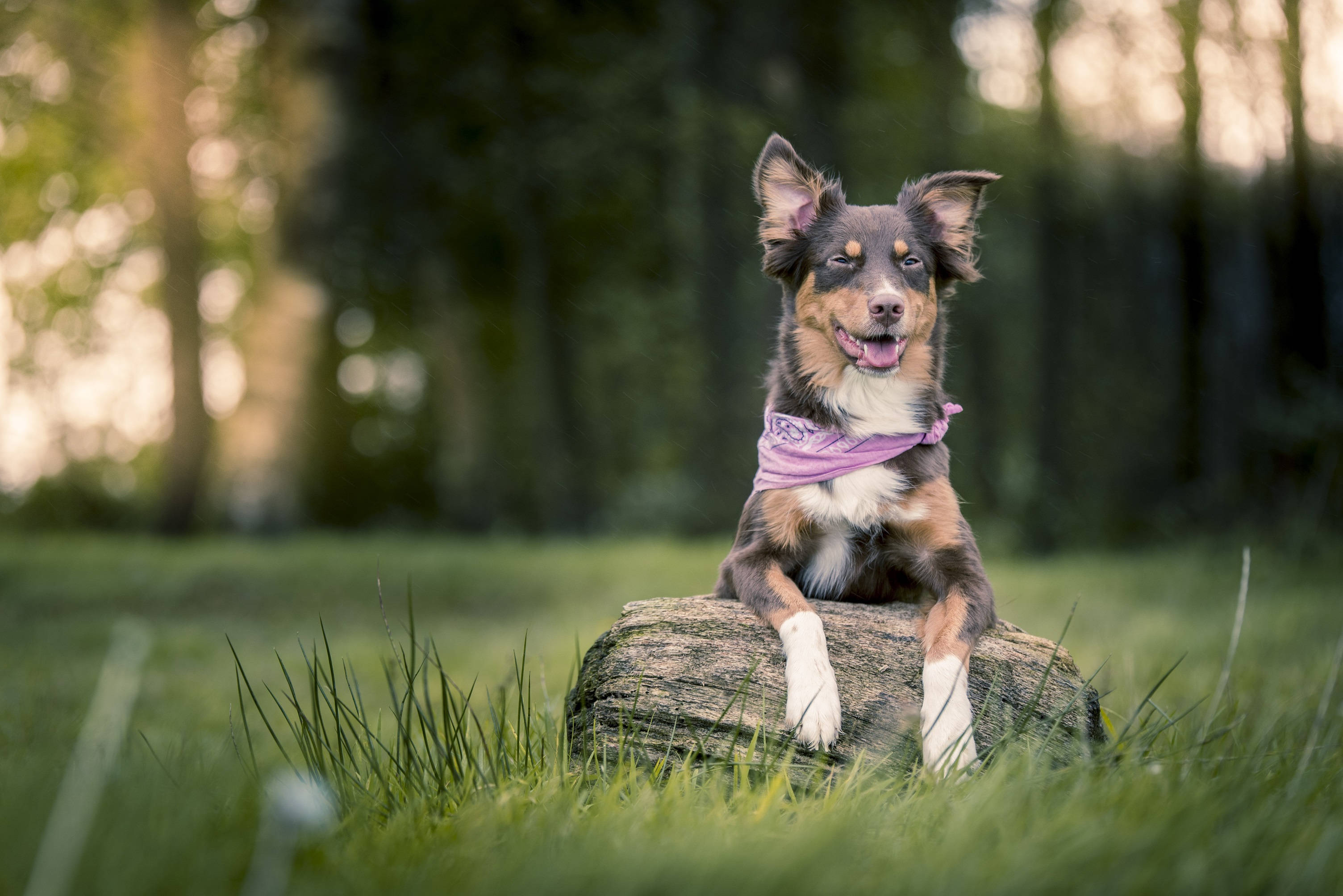 紫色のバンダナを身につけたかわいい犬 壁紙