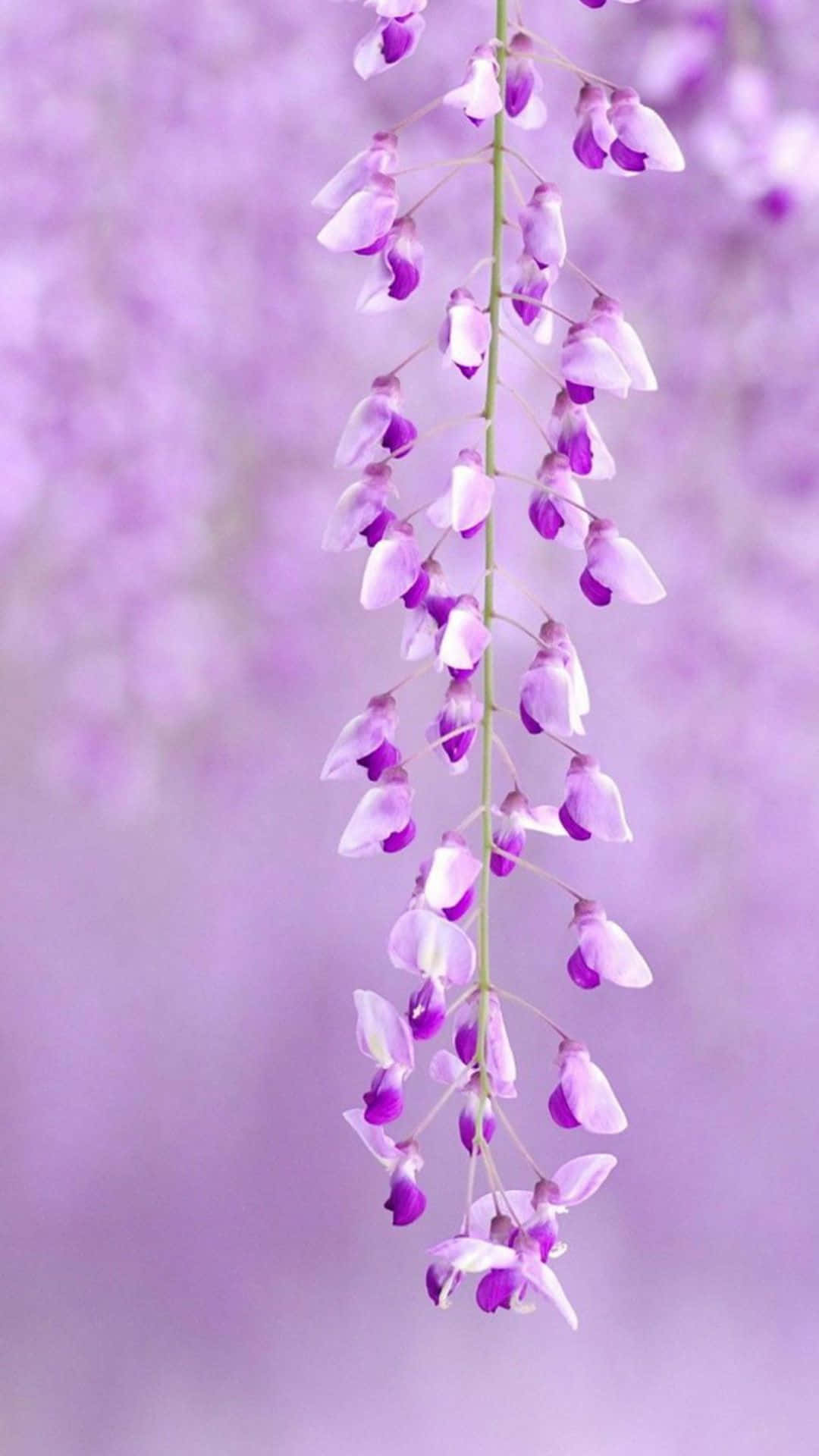 紫色の花が枝から垂れ下がっている 壁紙