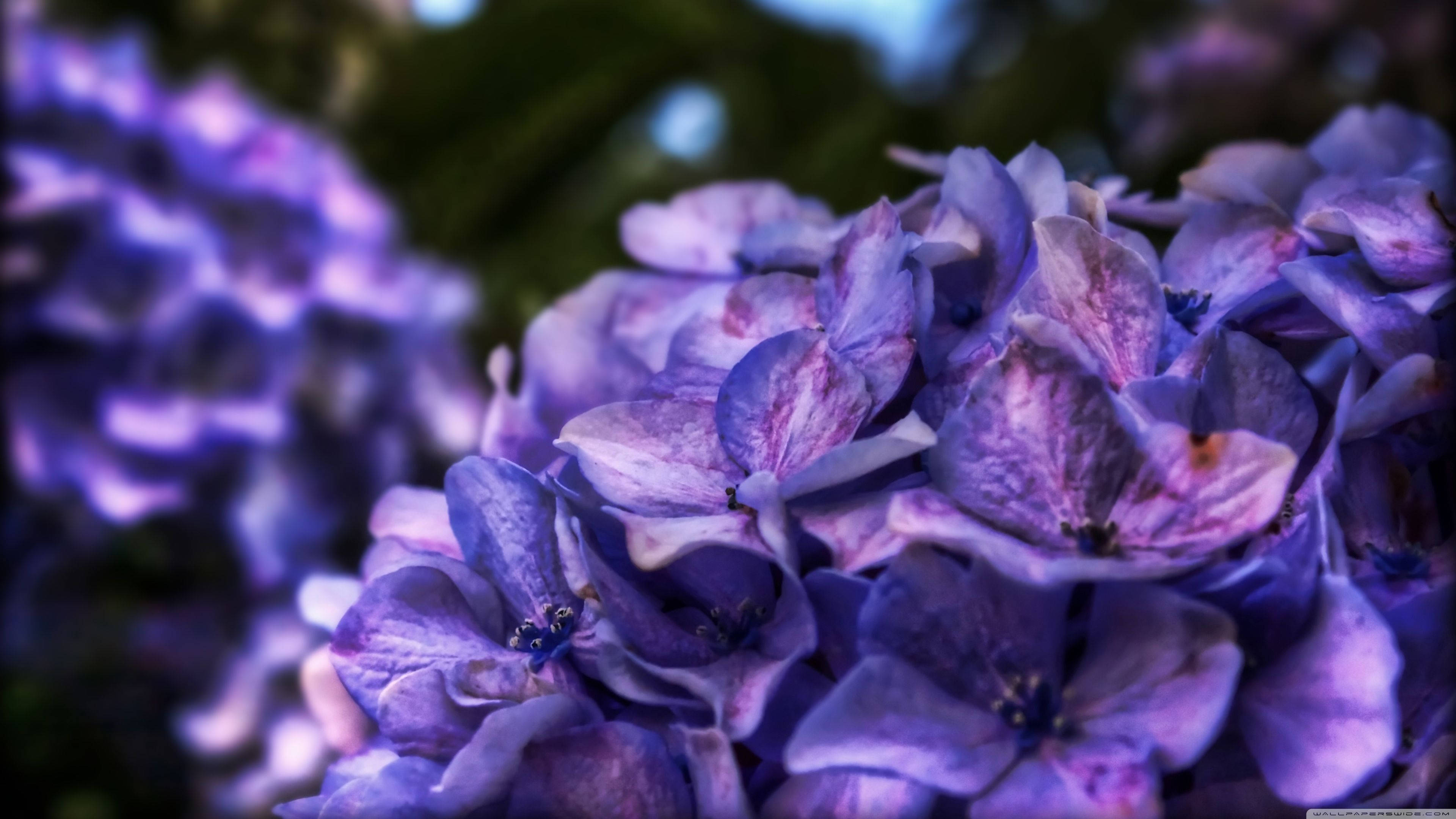 紫色の花房が咲く茂み 壁紙