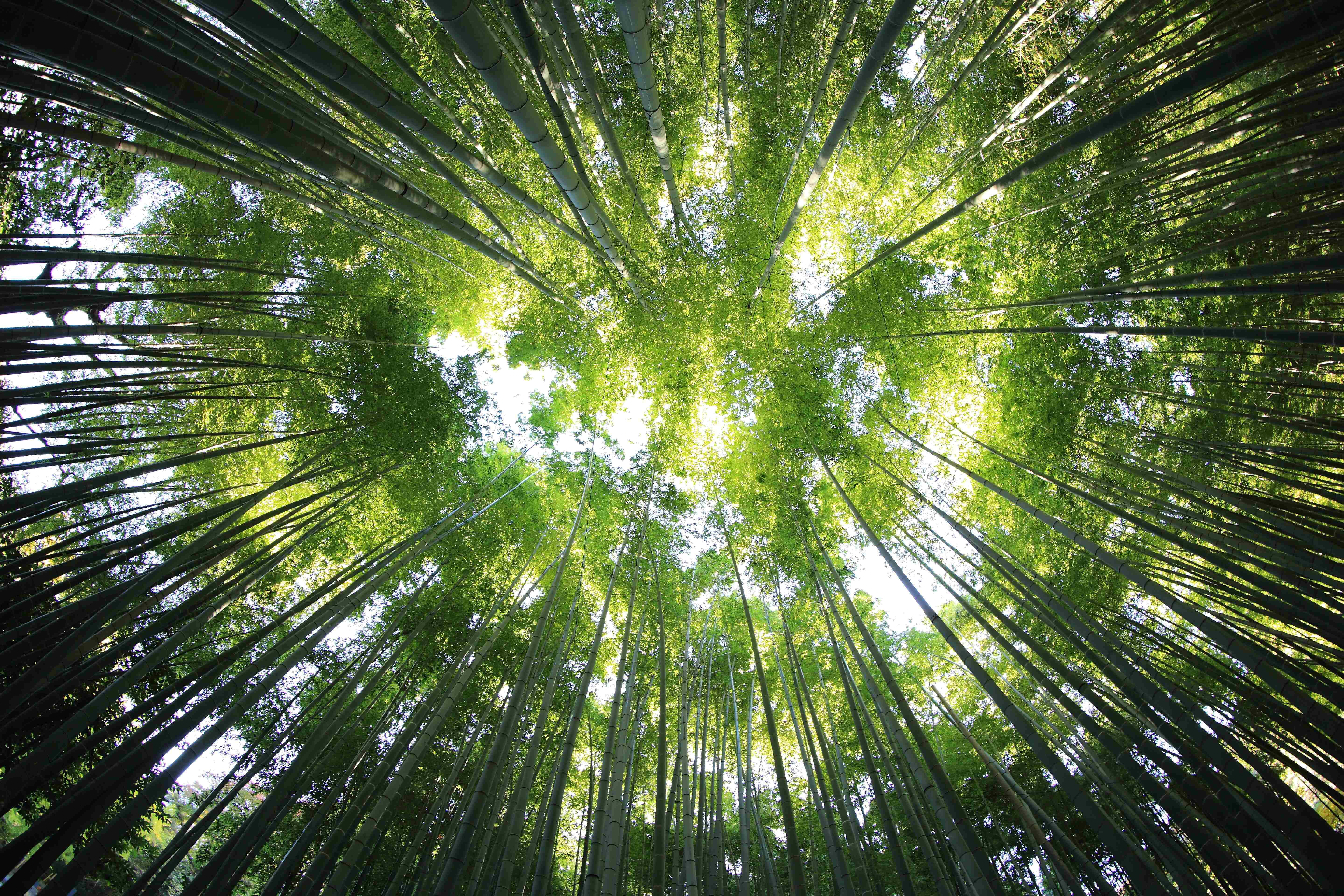 緑の木々が茂る竹林の眺め 壁紙