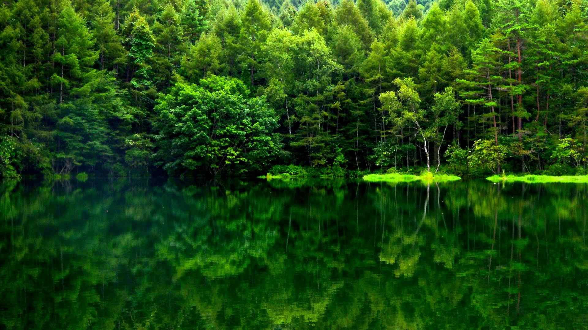 緑の森の景色と湖面の反射 壁紙
