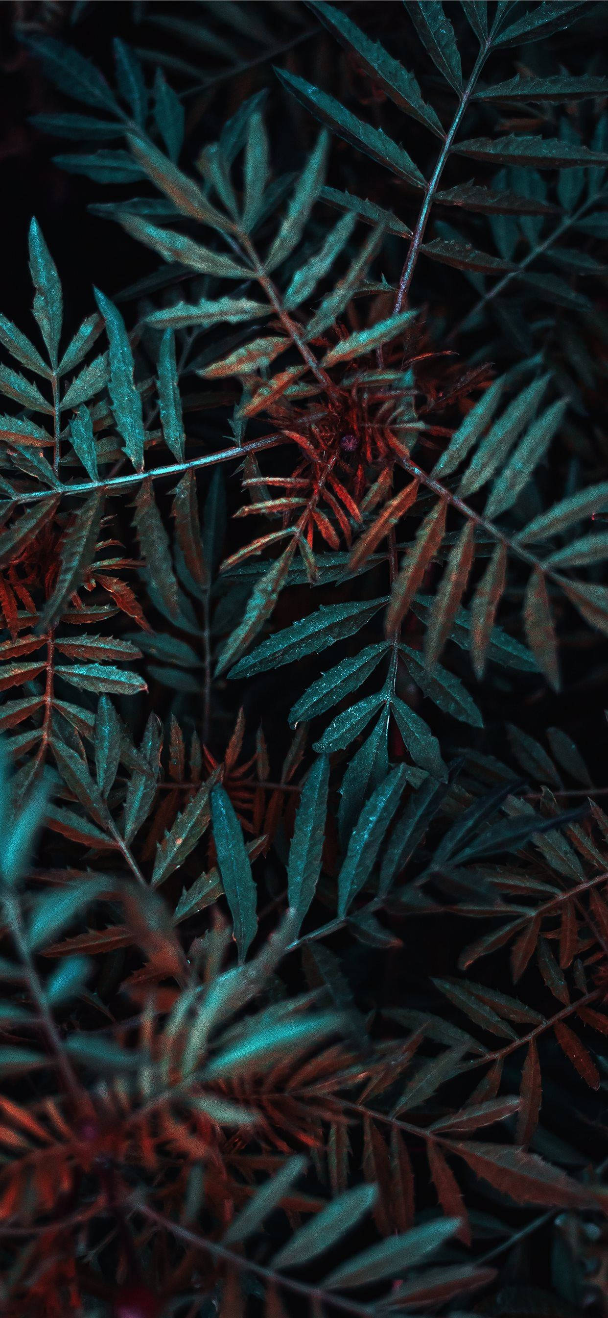 緑の植物の接写写真 壁紙