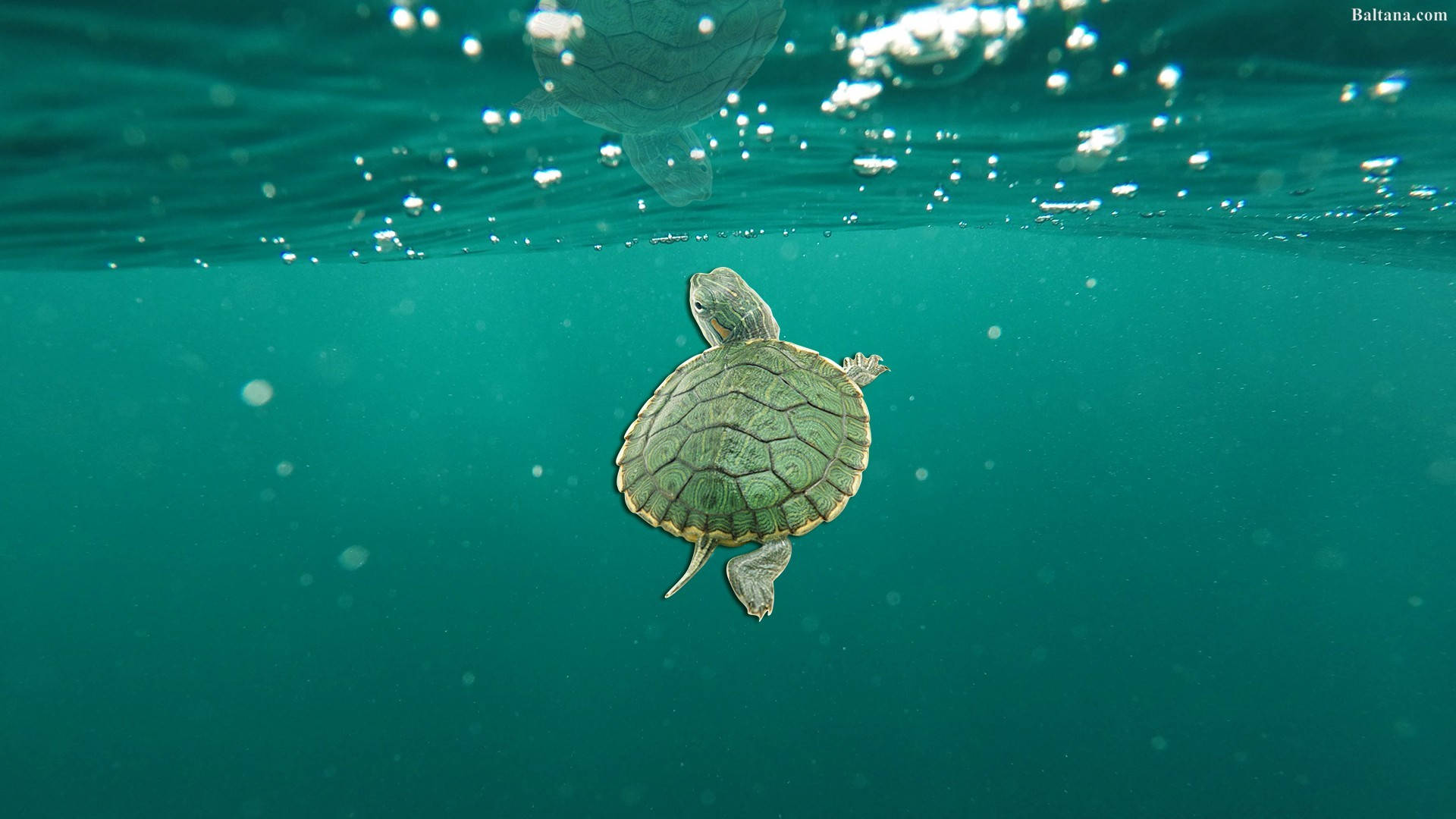 緑の海に浮かぶかわいいカメ 壁紙