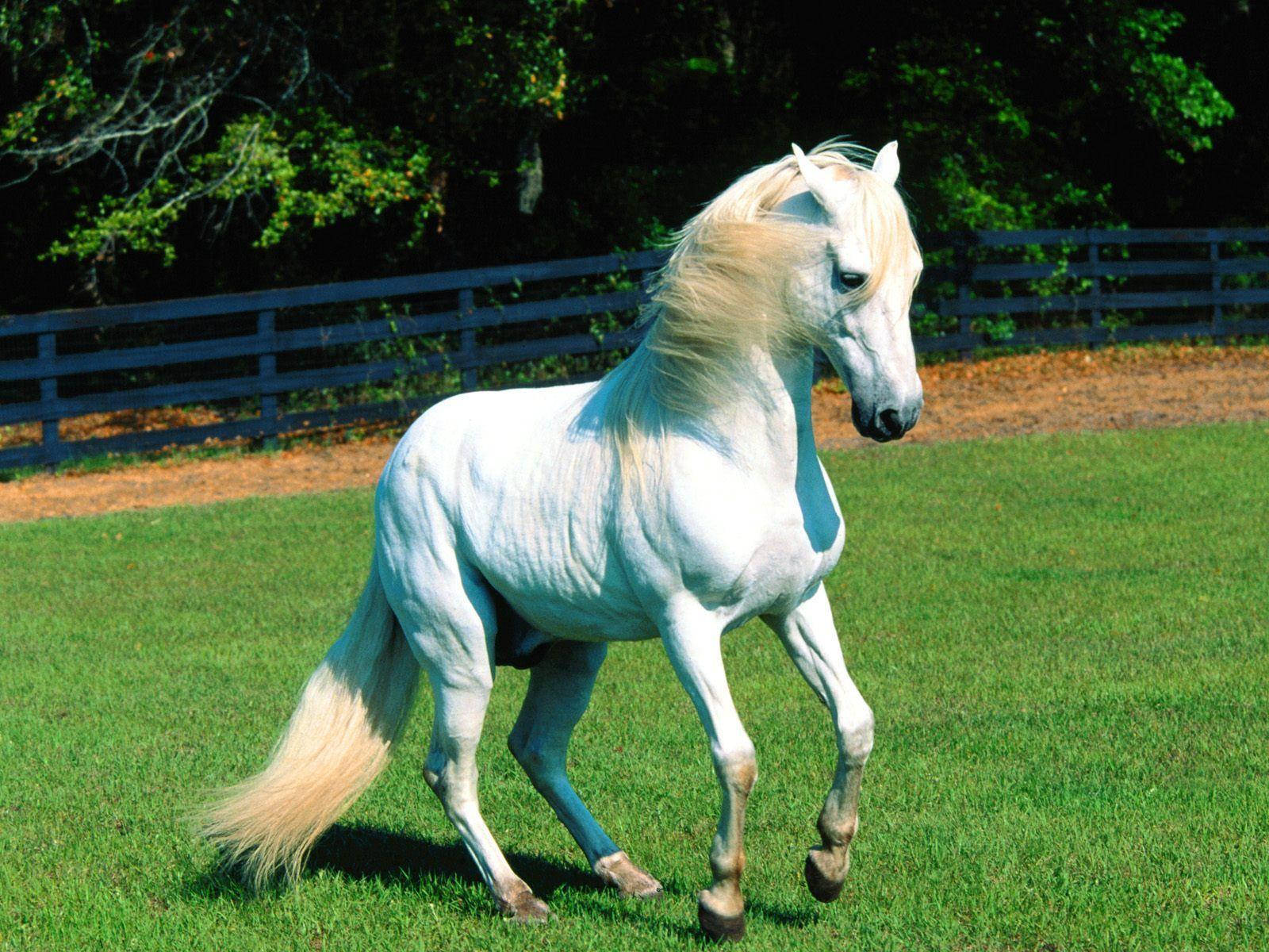 緑の牧場で可愛い馬 壁紙
