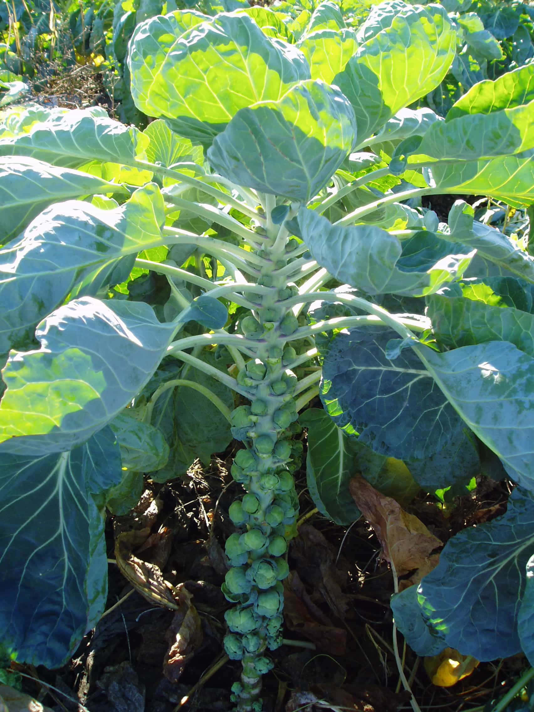 緑の葉を持つ植物 壁紙