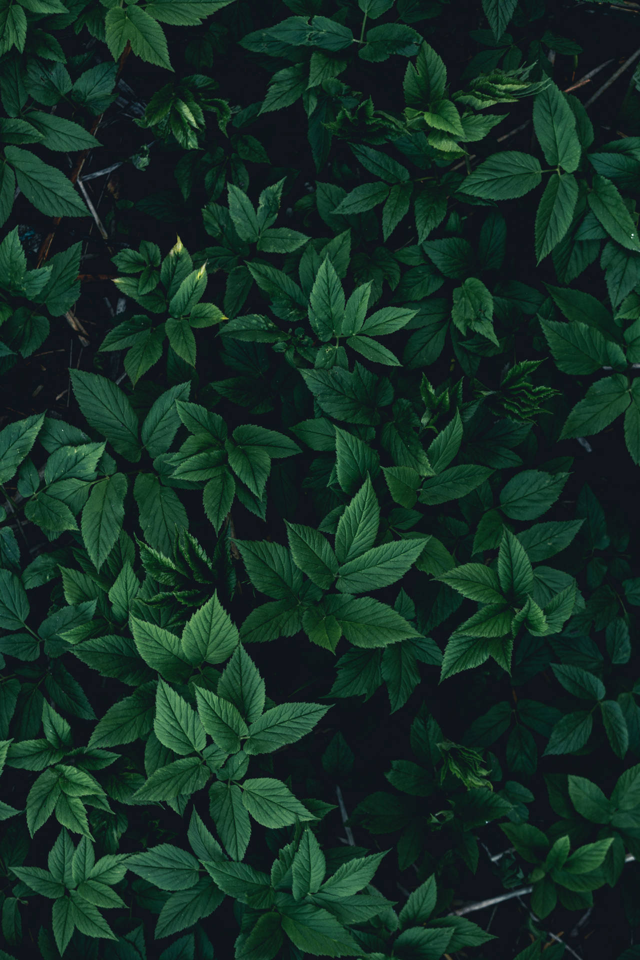 緑豊かな植物の葉っぱ iPhone 壁紙