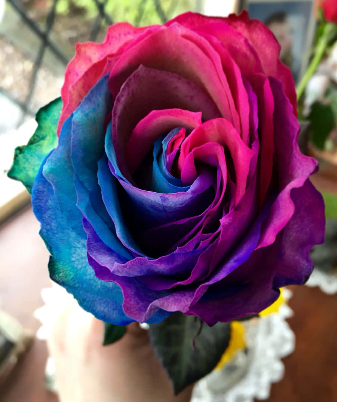 繊細な花びらを持つ美しいバラの花 壁紙