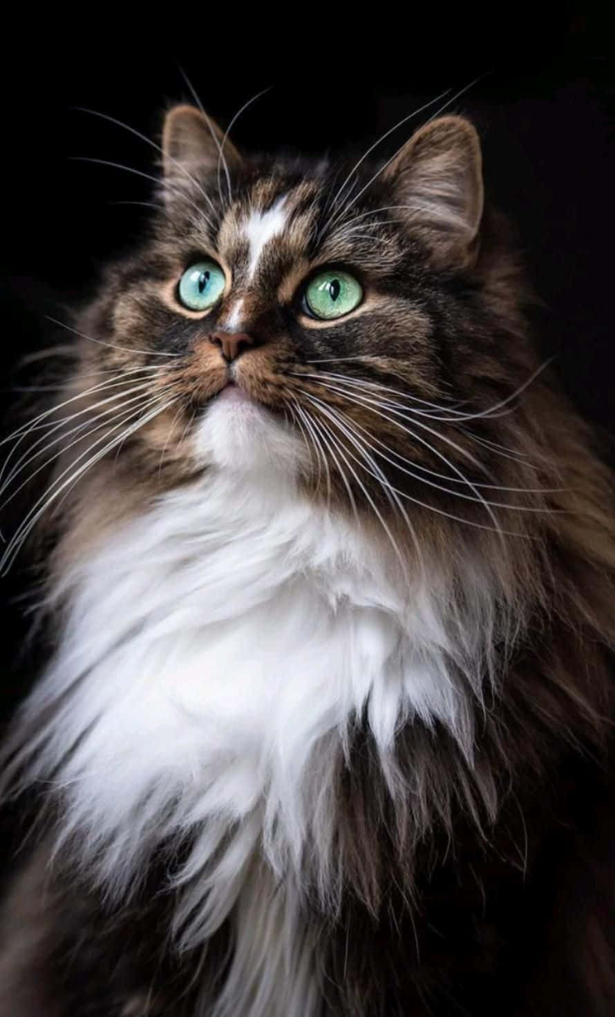 美しいぽっちゃり猫の写真 壁紙