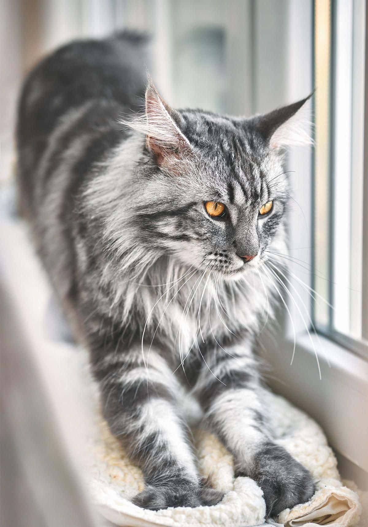 美しいオレンジの目をした猫の写真 壁紙