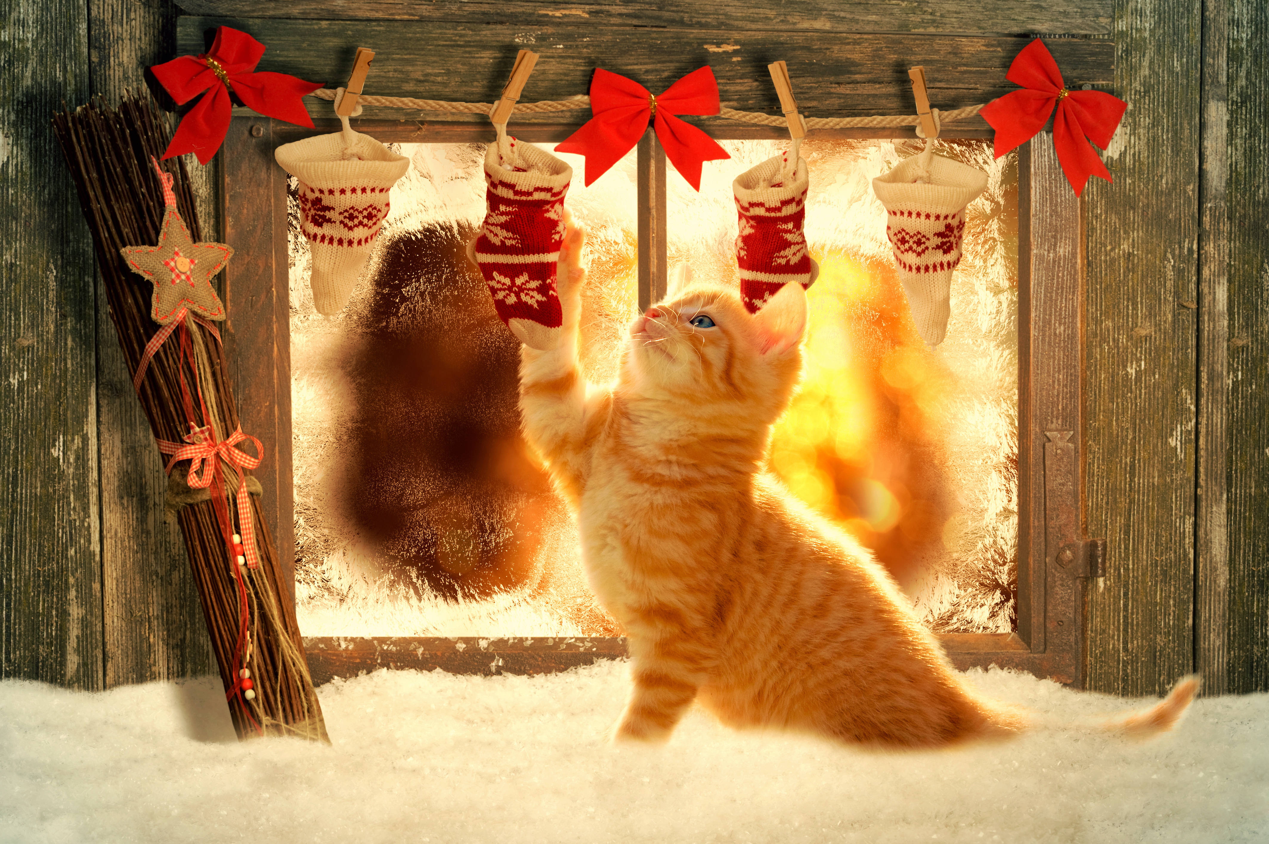 美しいクリスマスキャットとストッキング 壁紙