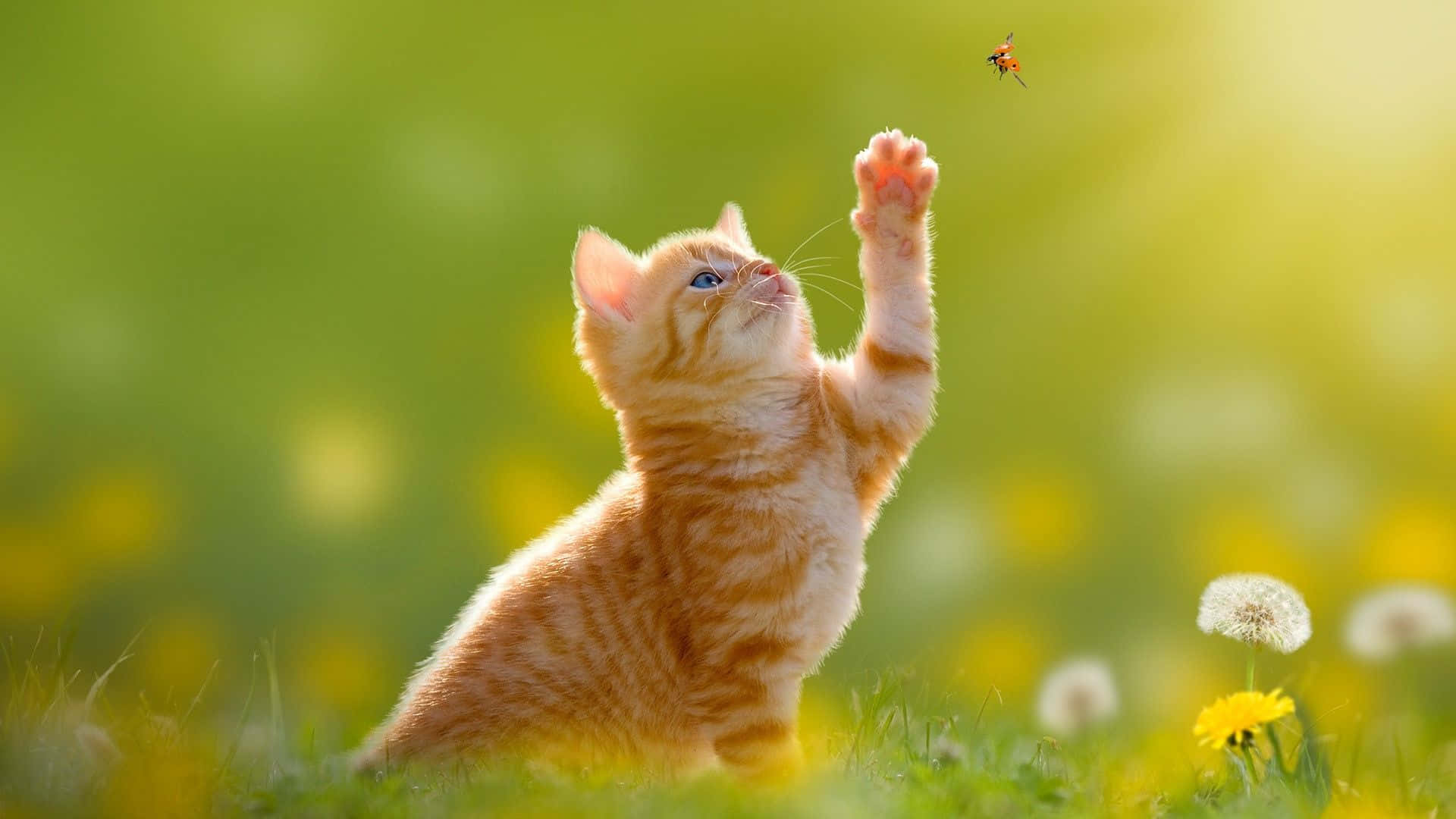 美しいデスクトップ動物