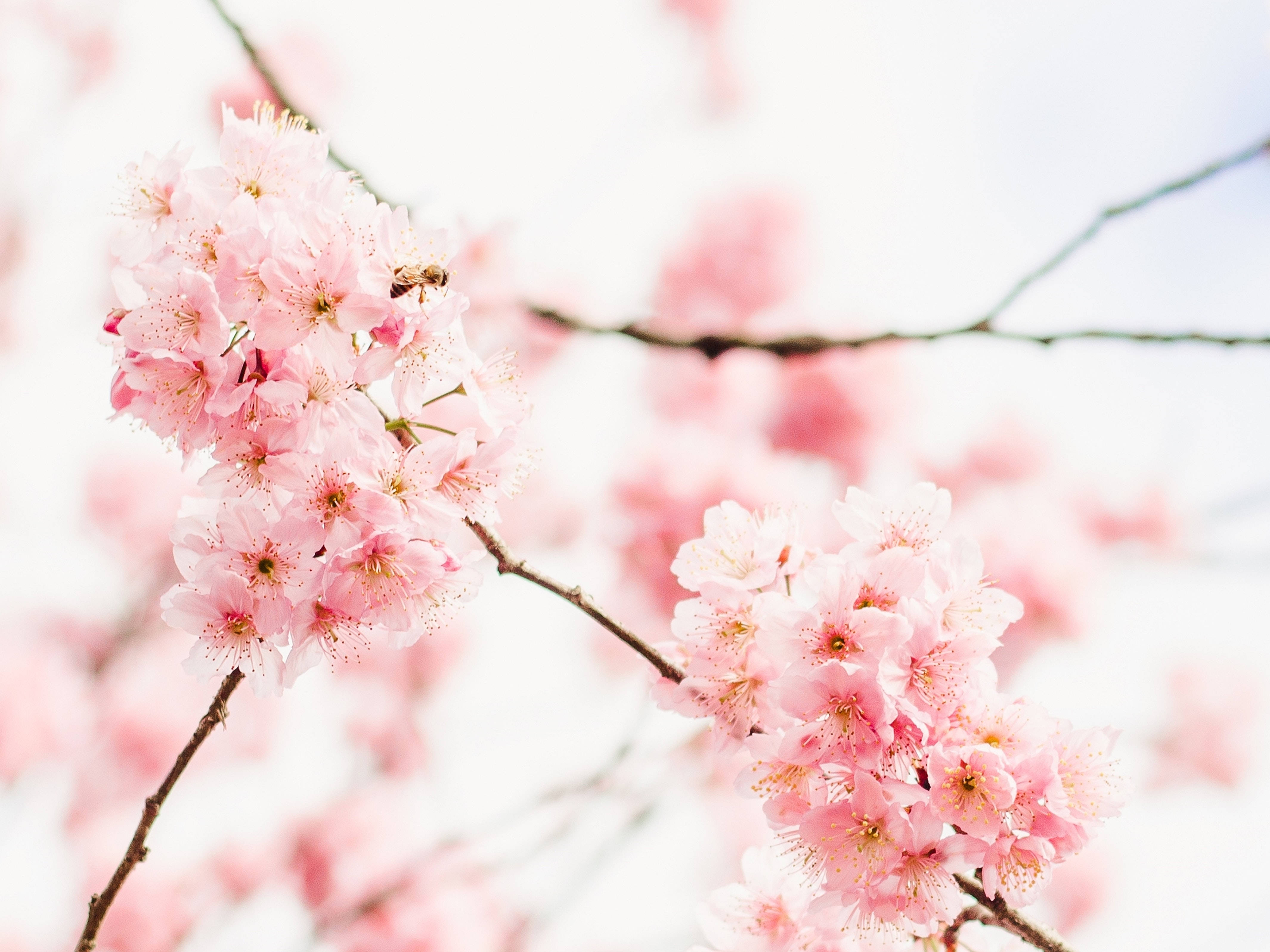 美しいデスクトップ用桜の花 壁紙
