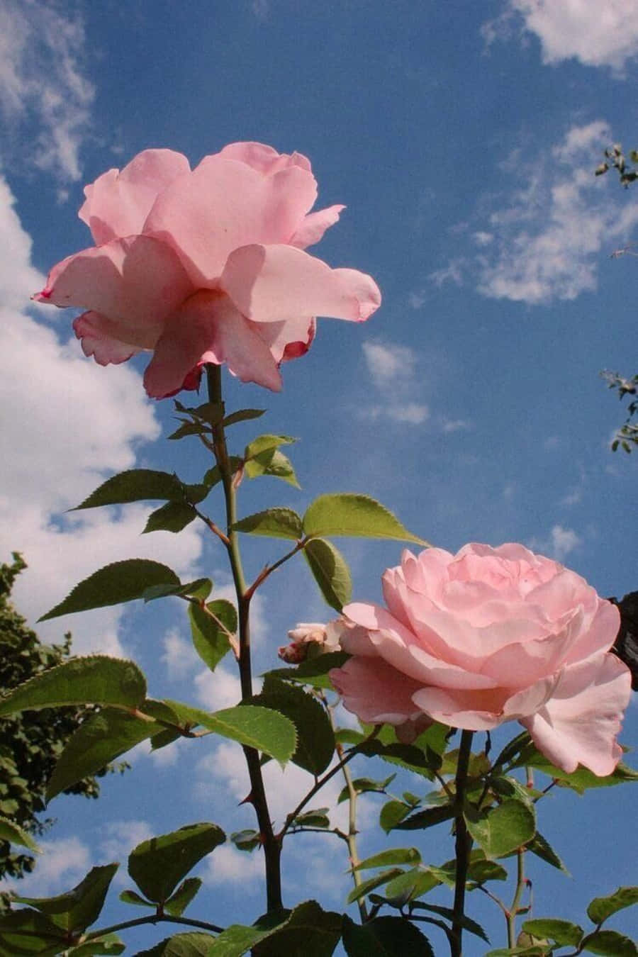 美しいピンクの花 壁紙