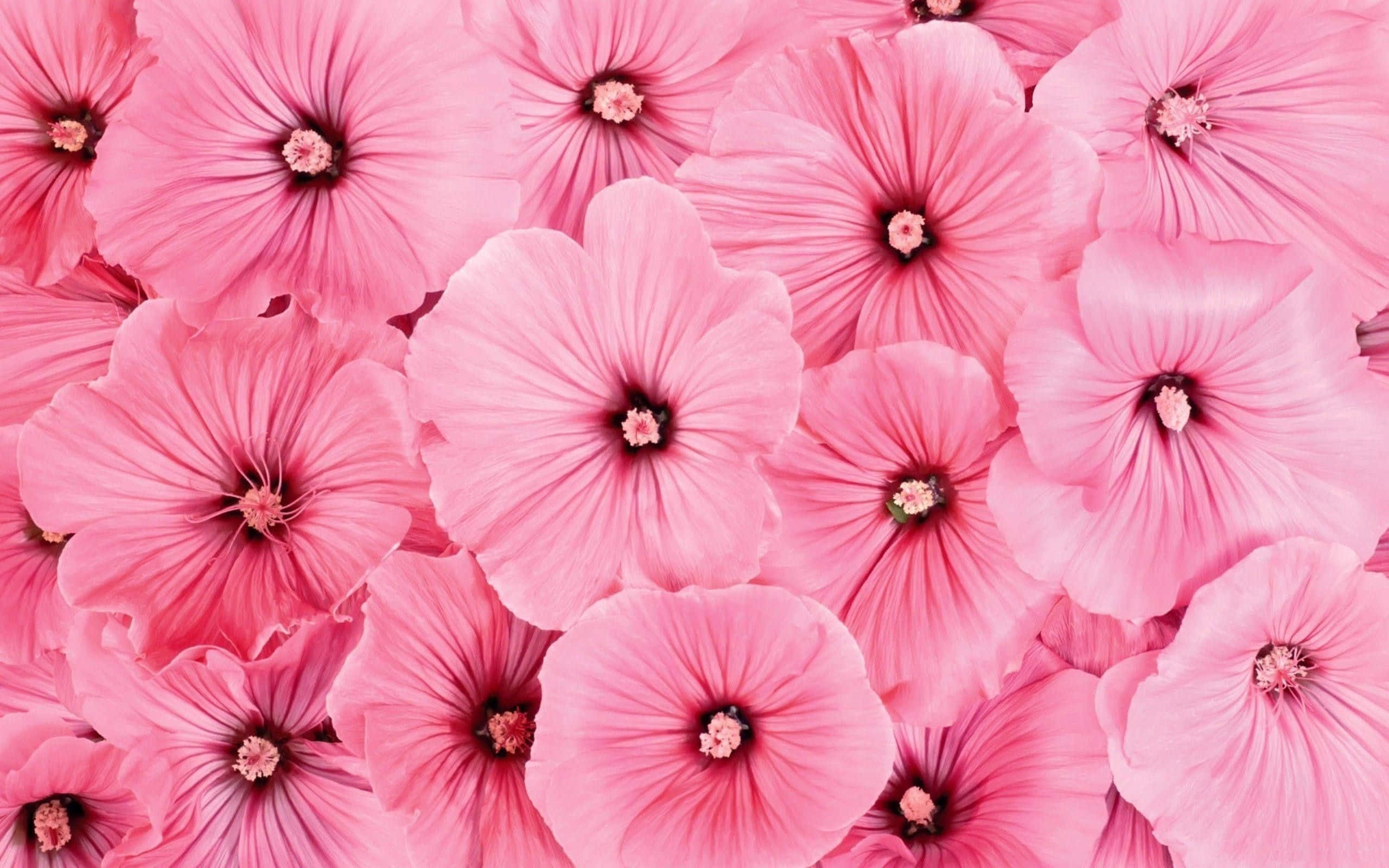 美しいピンクの花柄背景。 壁紙