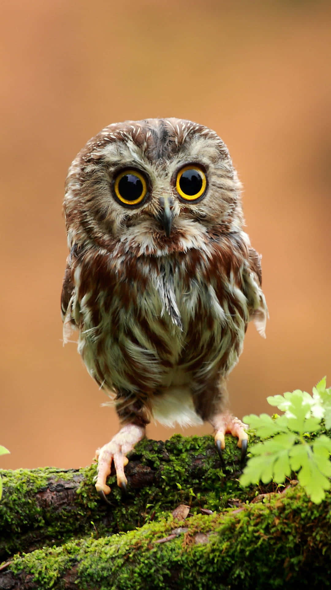 美しいフクロウの魅惑的なまなざし 壁紙