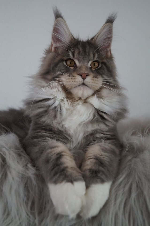 美しいメインクーン猫が座っている写真 壁紙