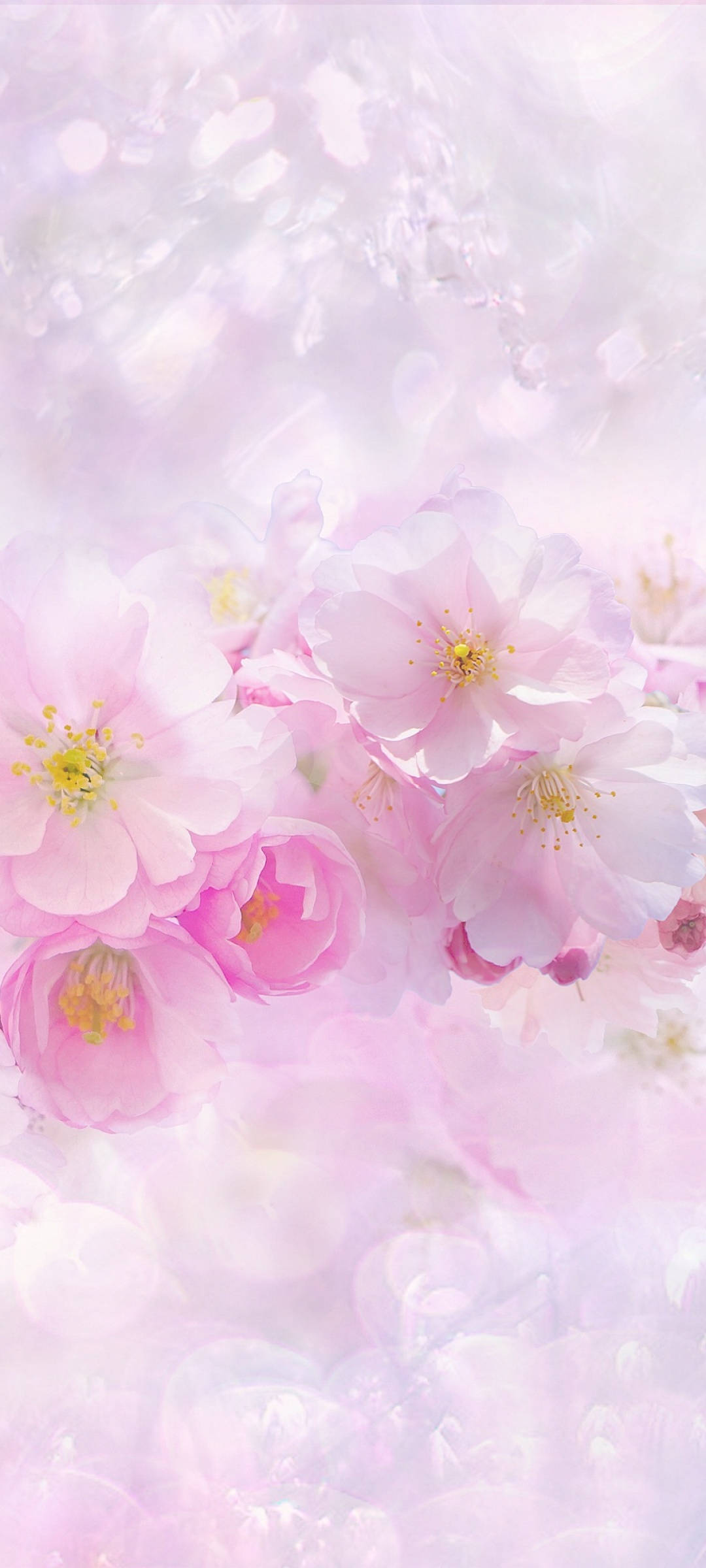 美しい春のピンクと白の桜の花 壁紙