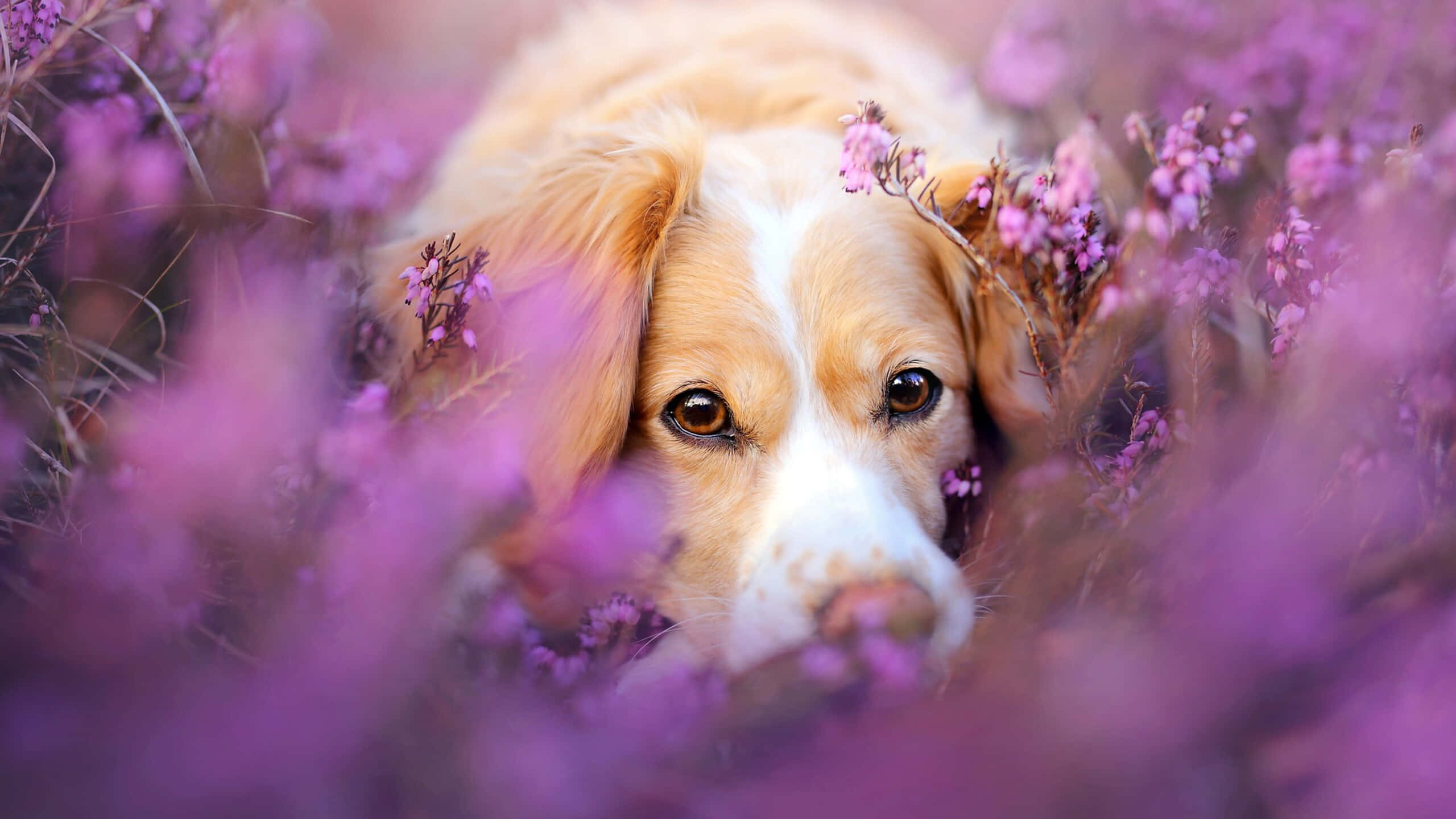 美しい犬とラベンダーの花の画像 壁紙
