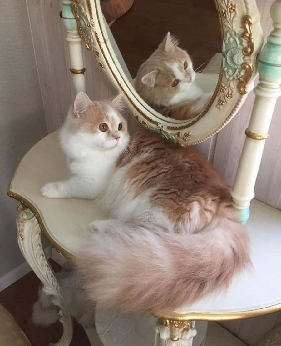 美しい猫があくびの途中で捉えられ、その独特な美しさを披露している 壁紙
