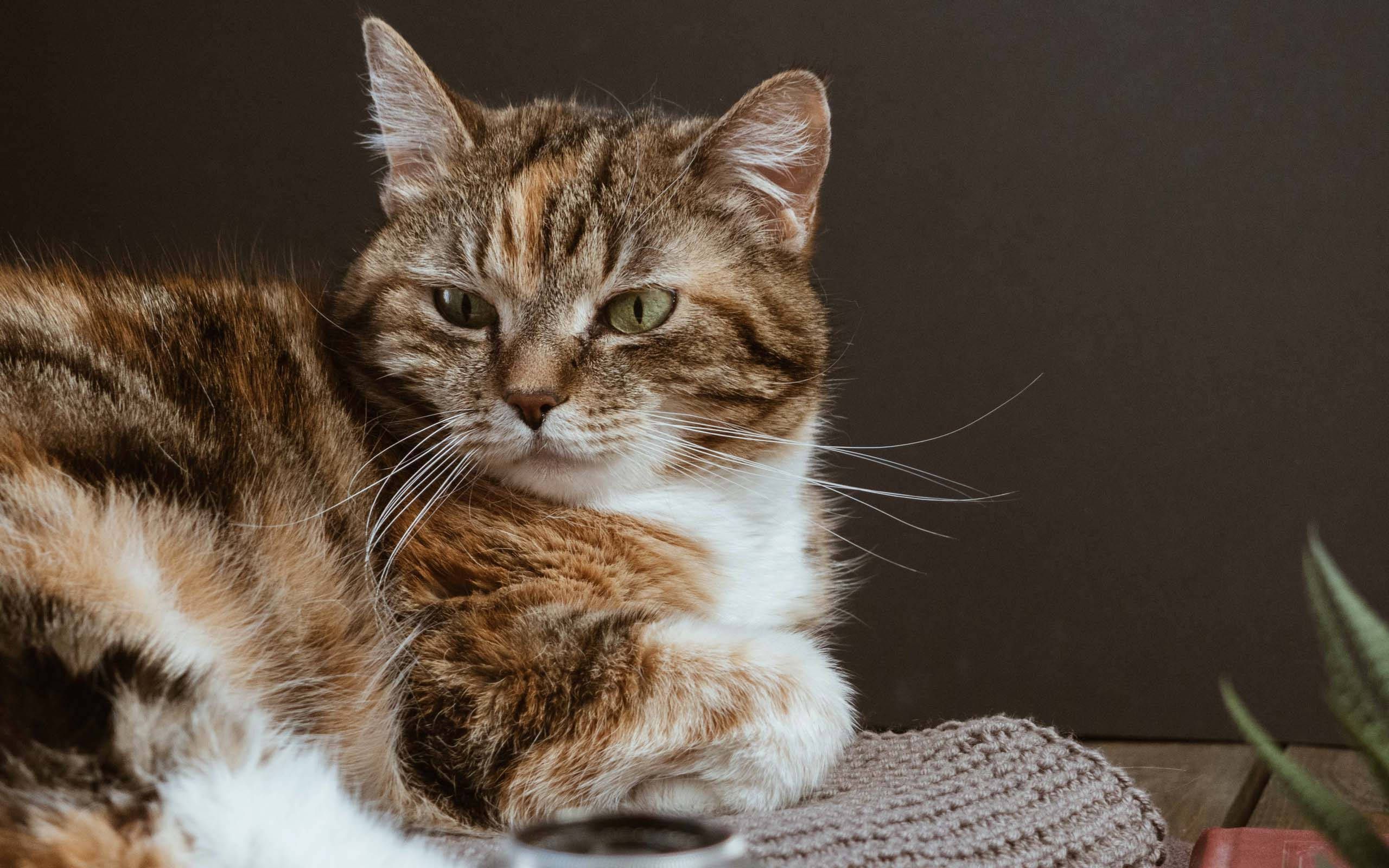 美しい猫がグレーのラグの上に 壁紙
