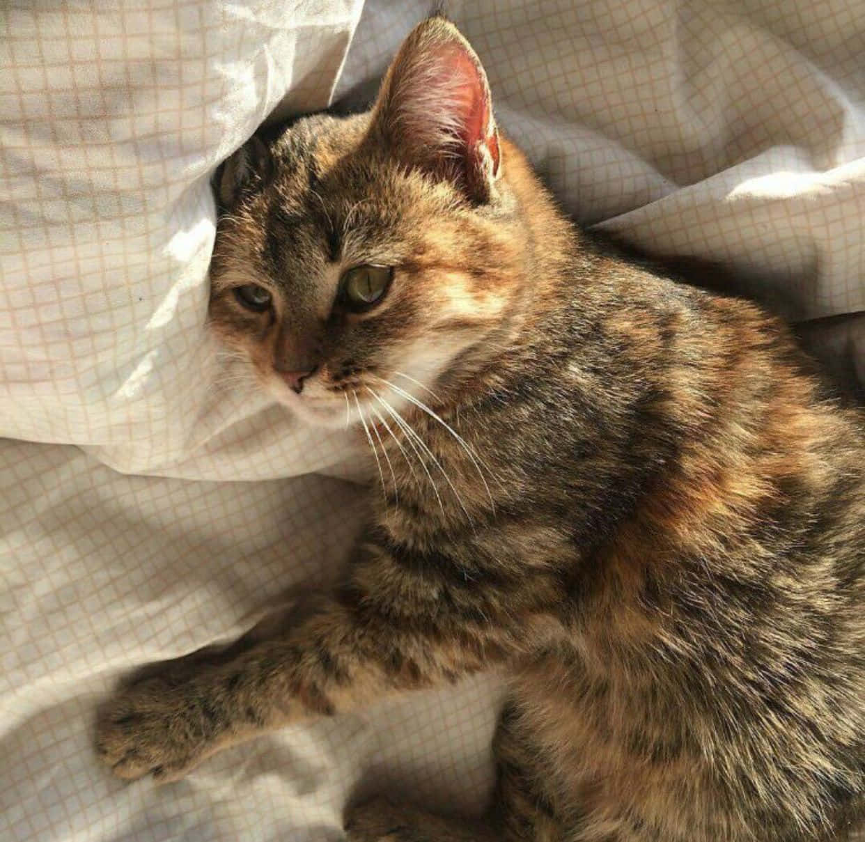 美しい猫が夢見るように遠くを見つめる 壁紙