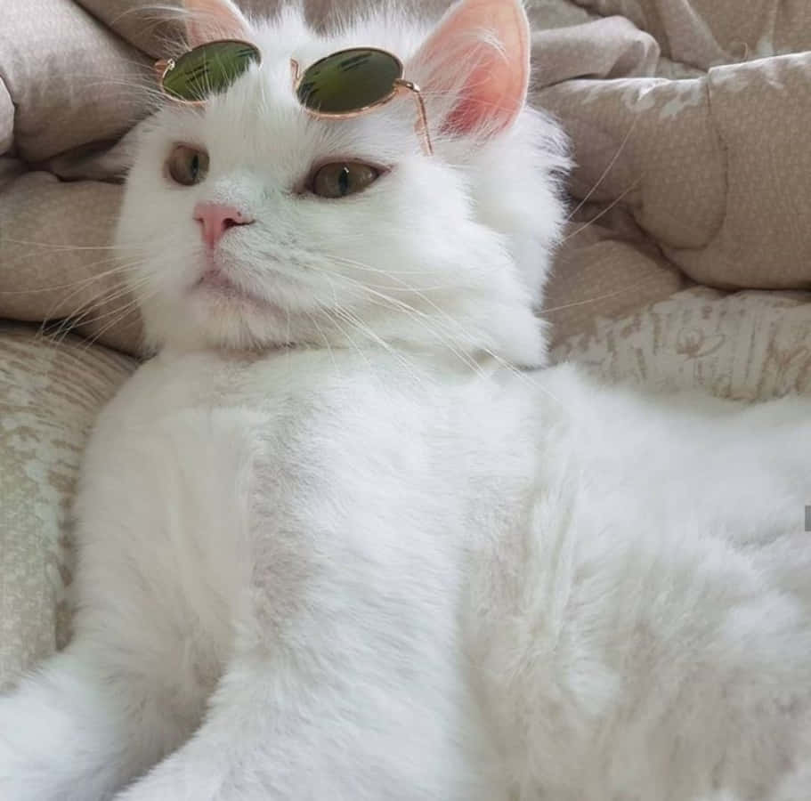 美しい猫が野花の庭に静かに座っている 壁紙