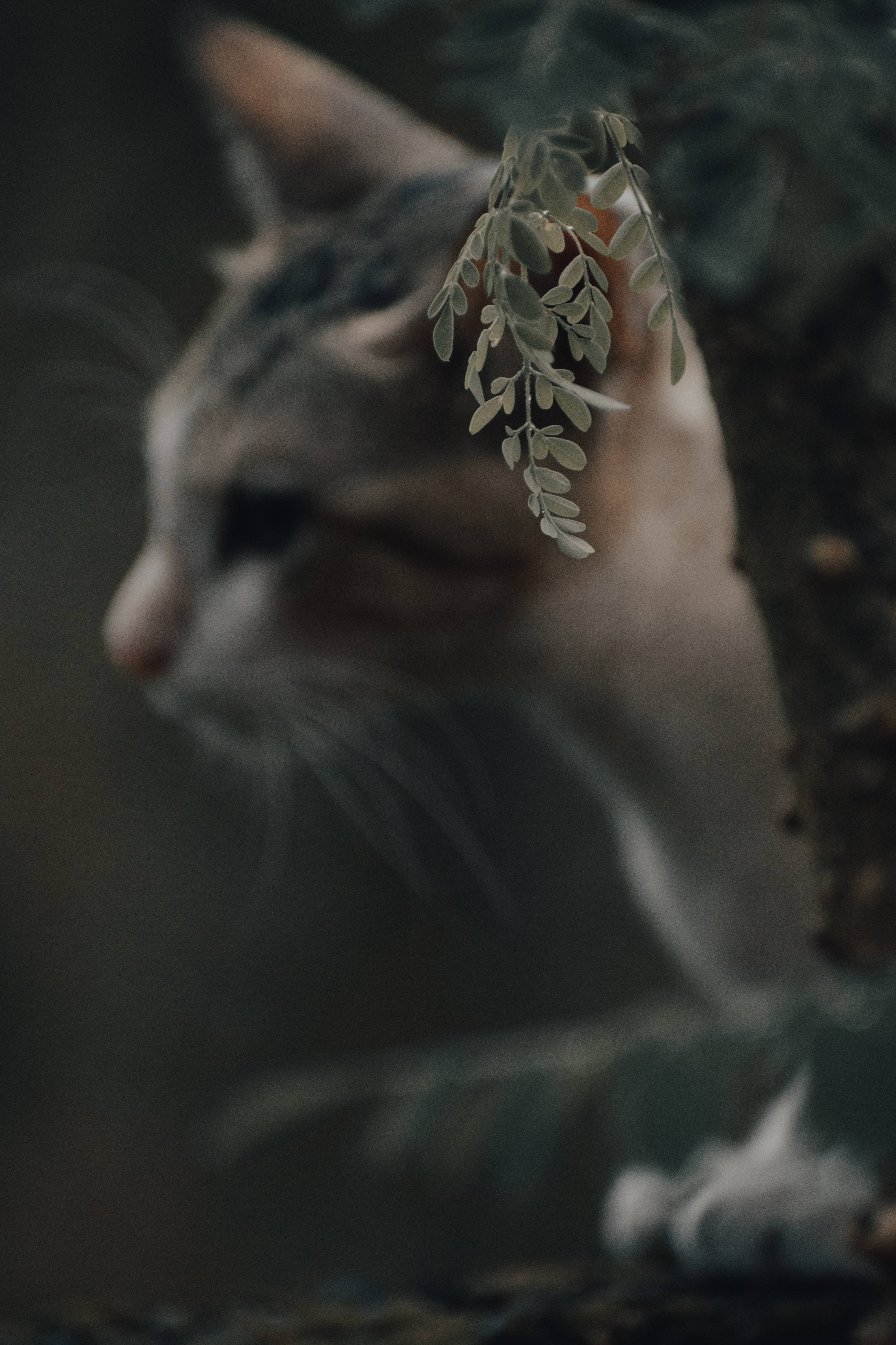 美しい猫と木のそば 壁紙