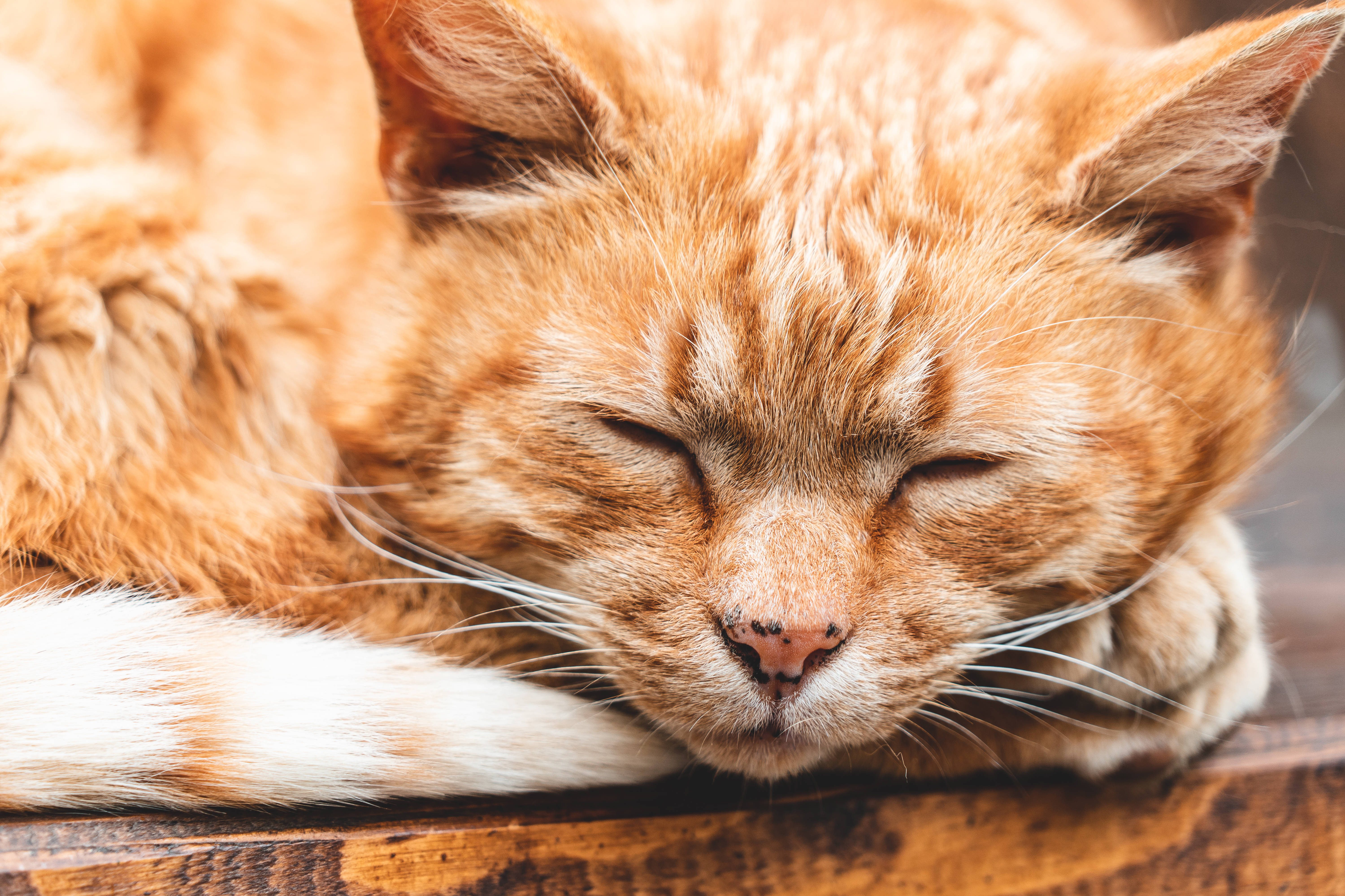 美しい猫の眠り 壁紙
