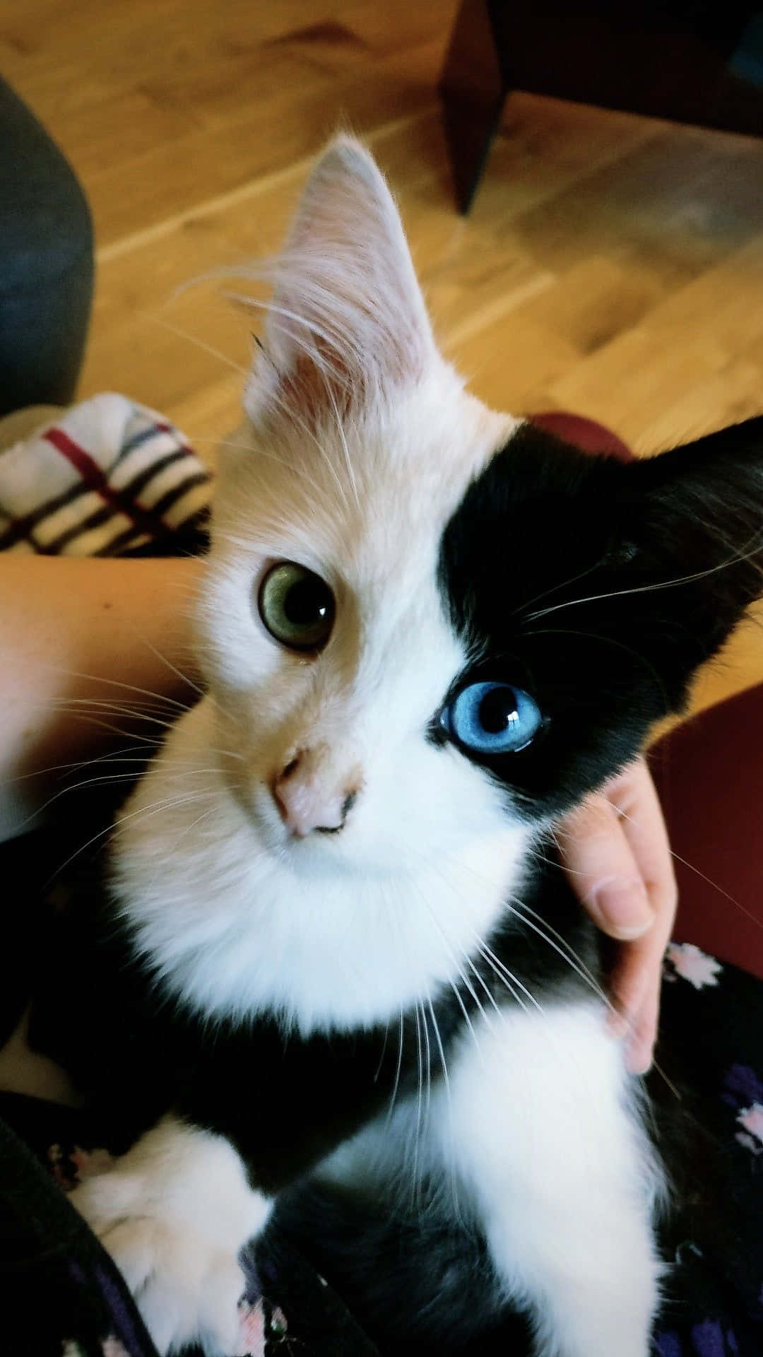 美しい猫の緑と青の目写真 壁紙