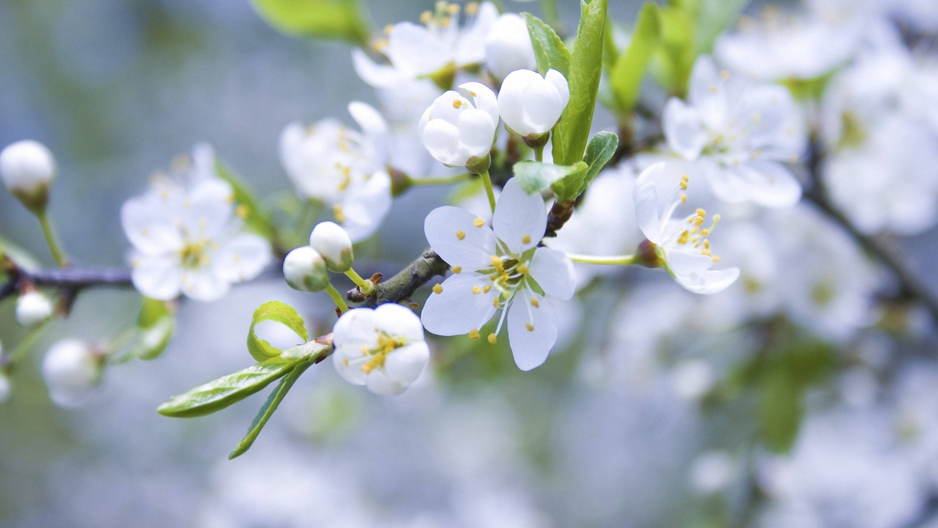 美しい白い春の花 壁紙