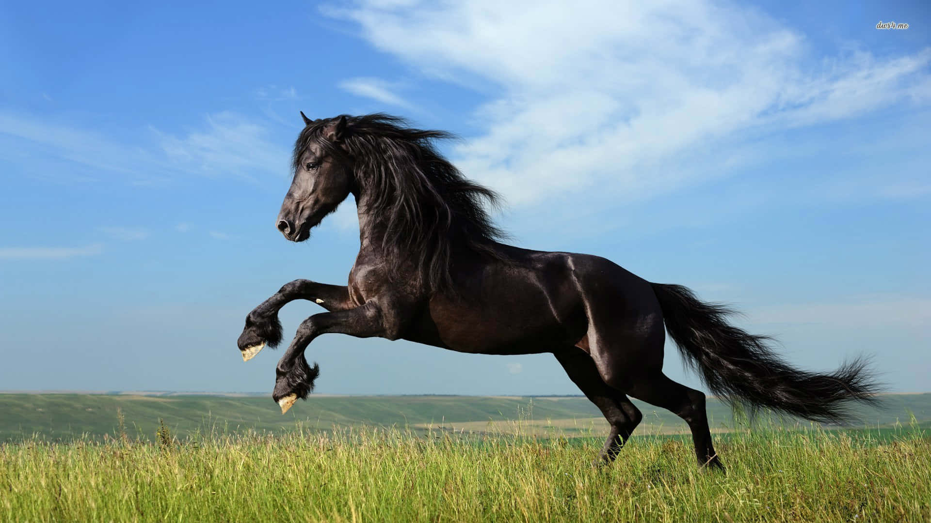美しい純白の馬が屋外で駆ける様子 壁紙