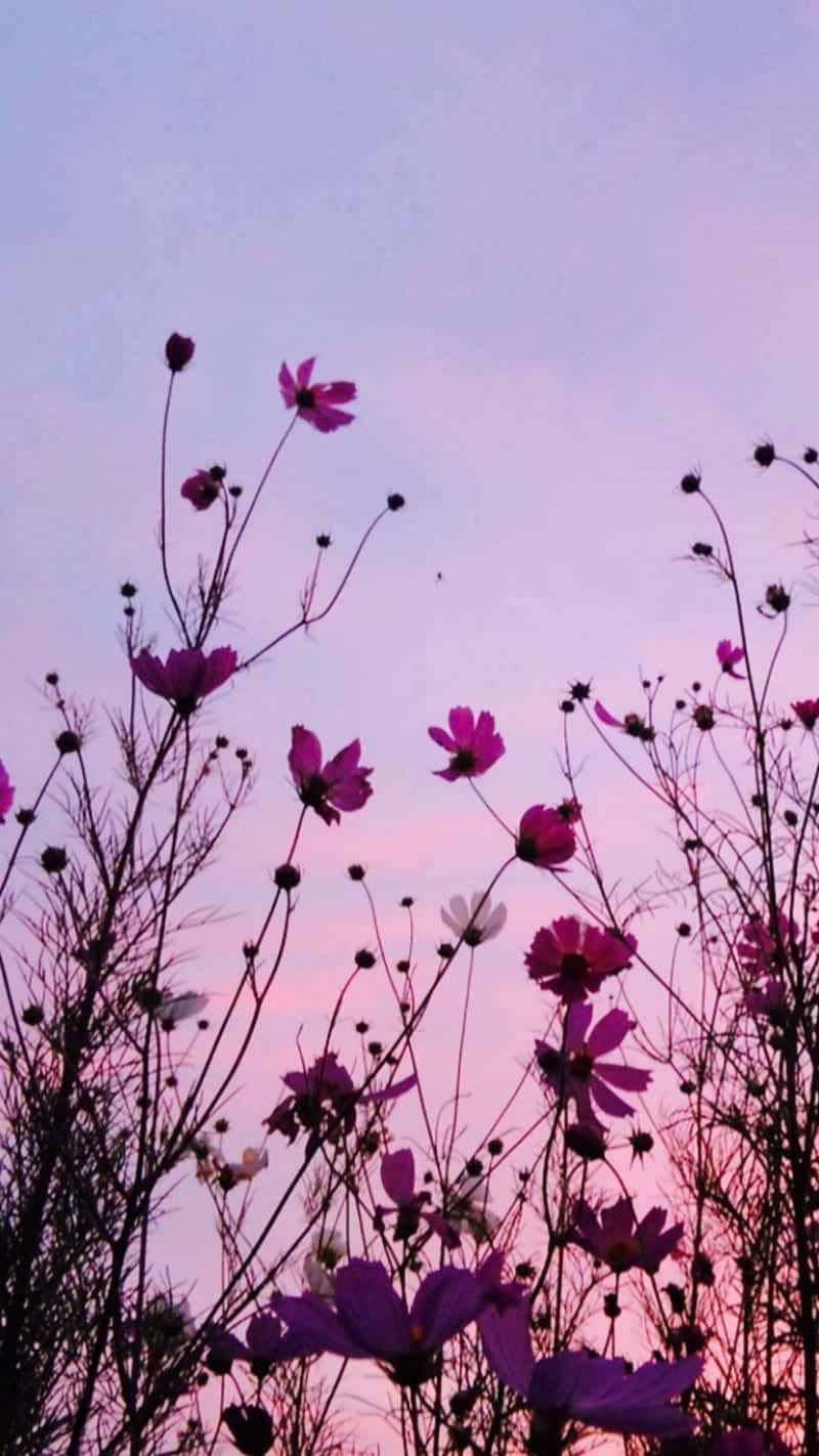 紫色の花の背景
