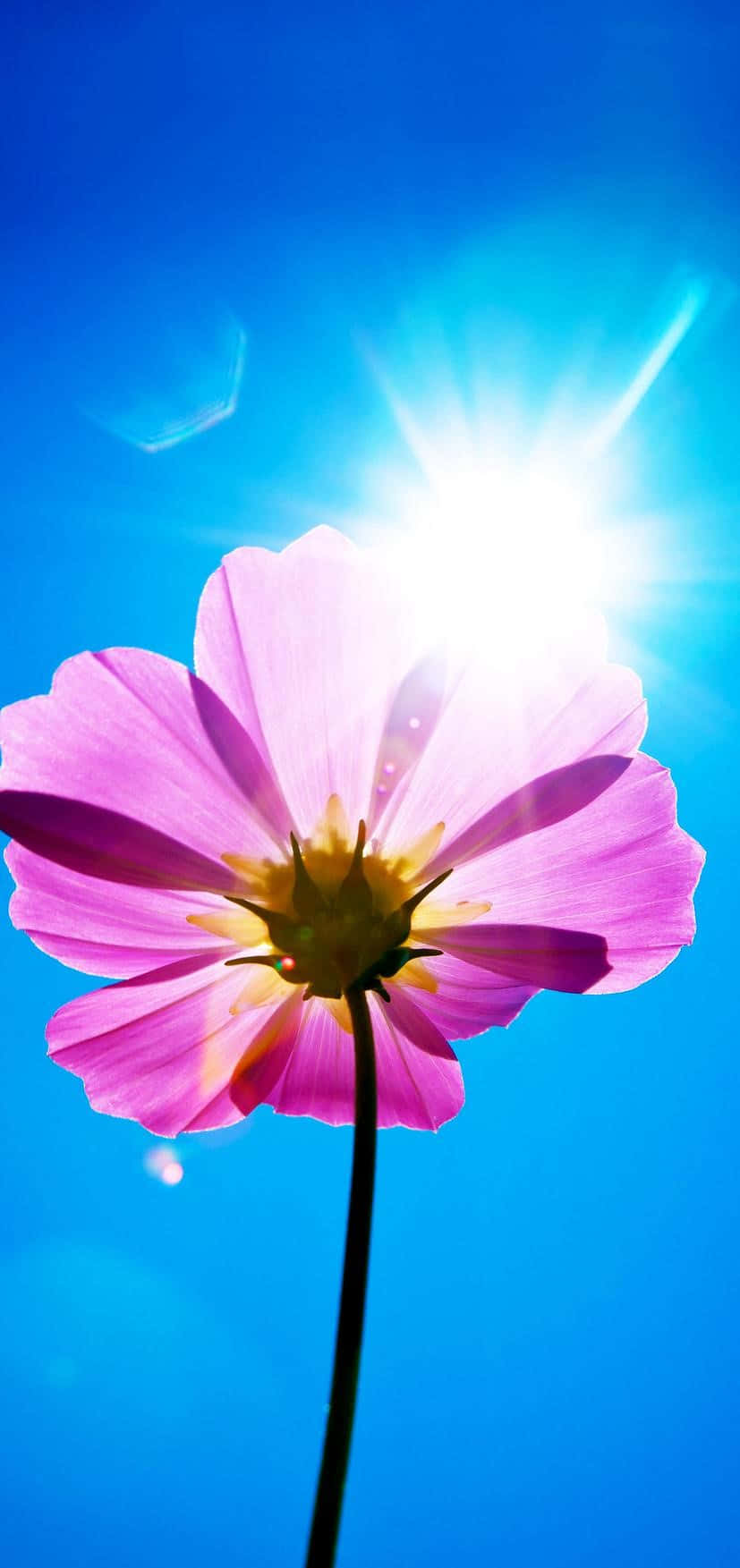 美しい紫色の花の房。 壁紙