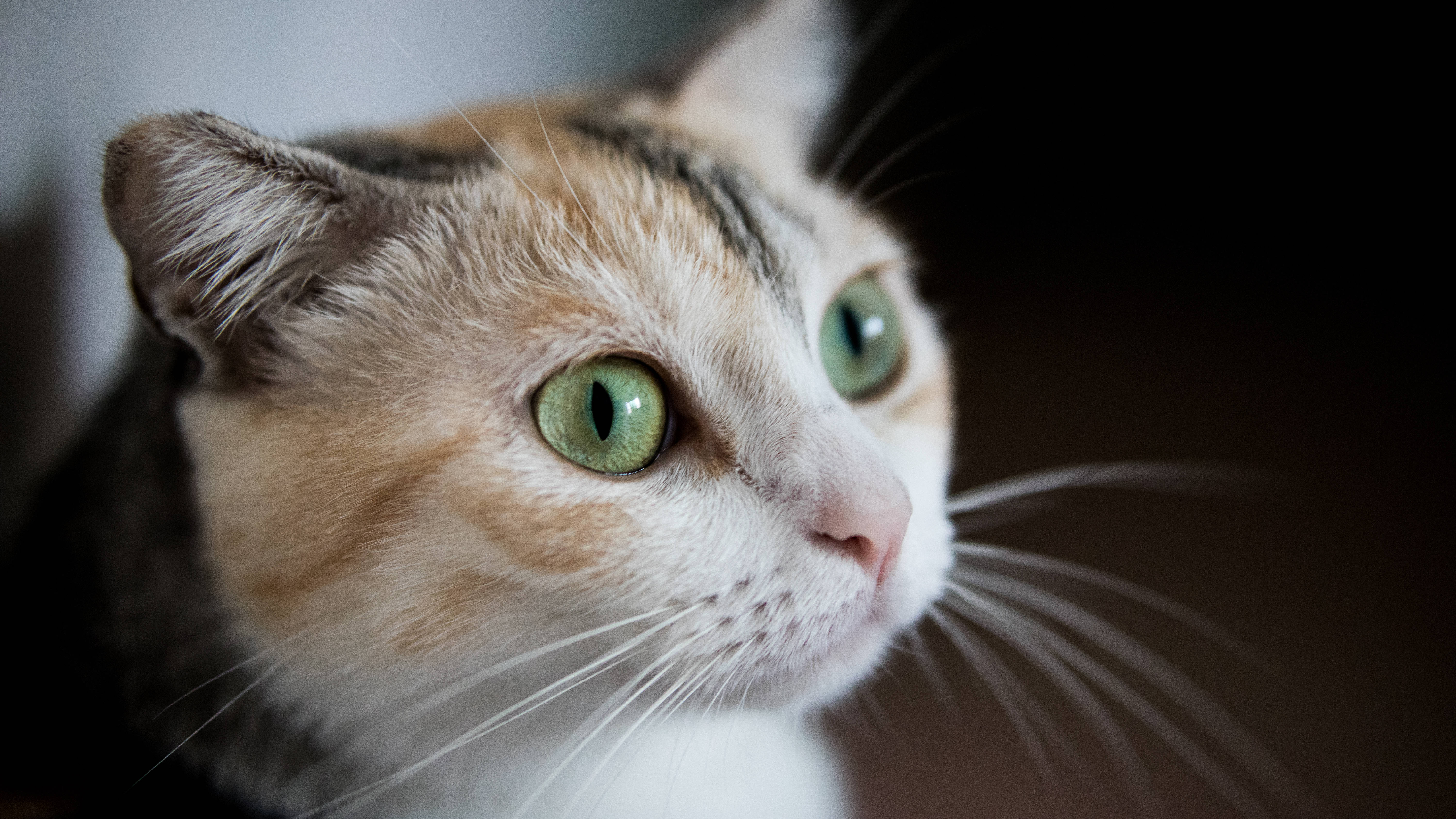 美しい緑の目をした猫 壁紙