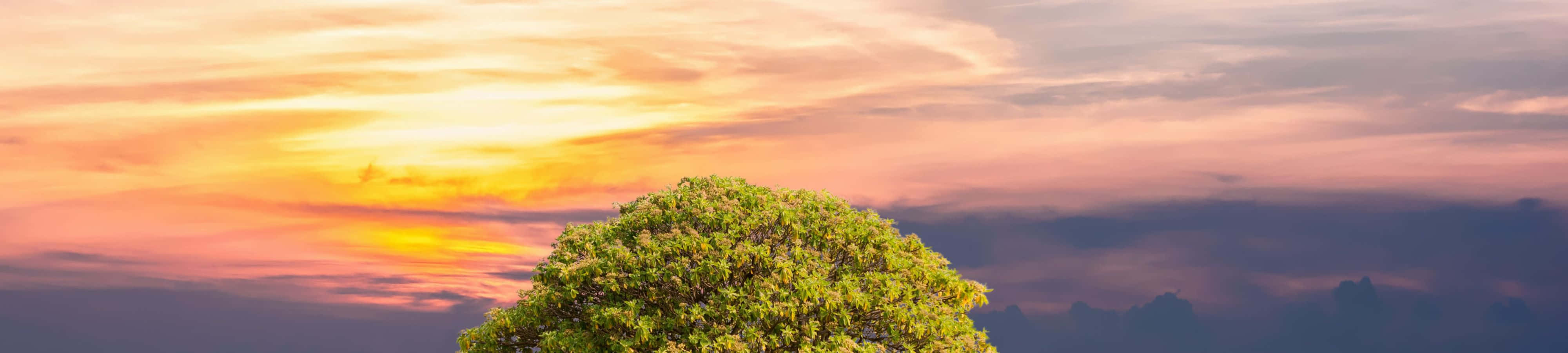 美しい自然の夕日 壁紙