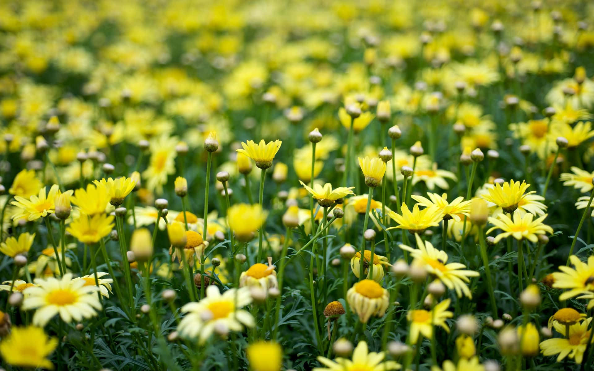 美しい花の背景：花々と繊細な花びらのシンフォニー 壁紙