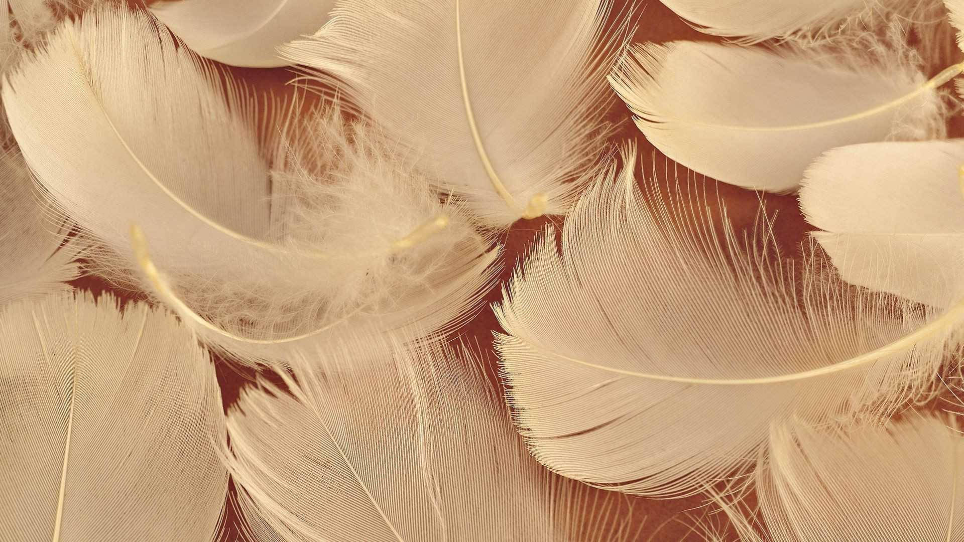 美しい茶色の鳥の羽根 壁紙