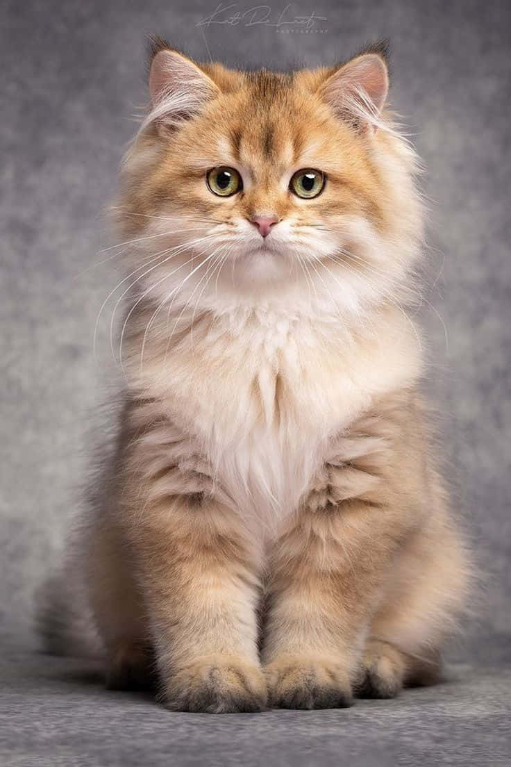 美しい薄茶色の猫の写真 壁紙