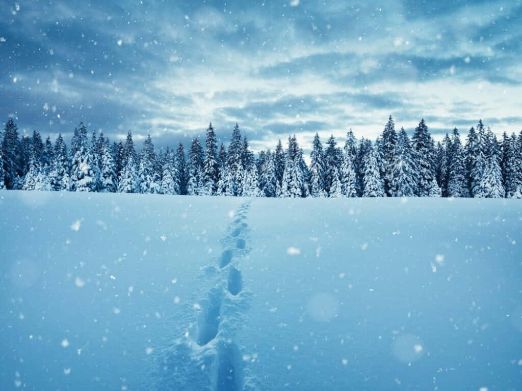 美しい雪の足跡の写真 壁紙