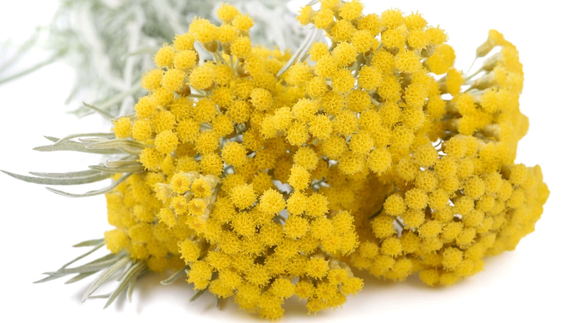 美しさの黄色いレンガ道を散歩しよう 壁紙