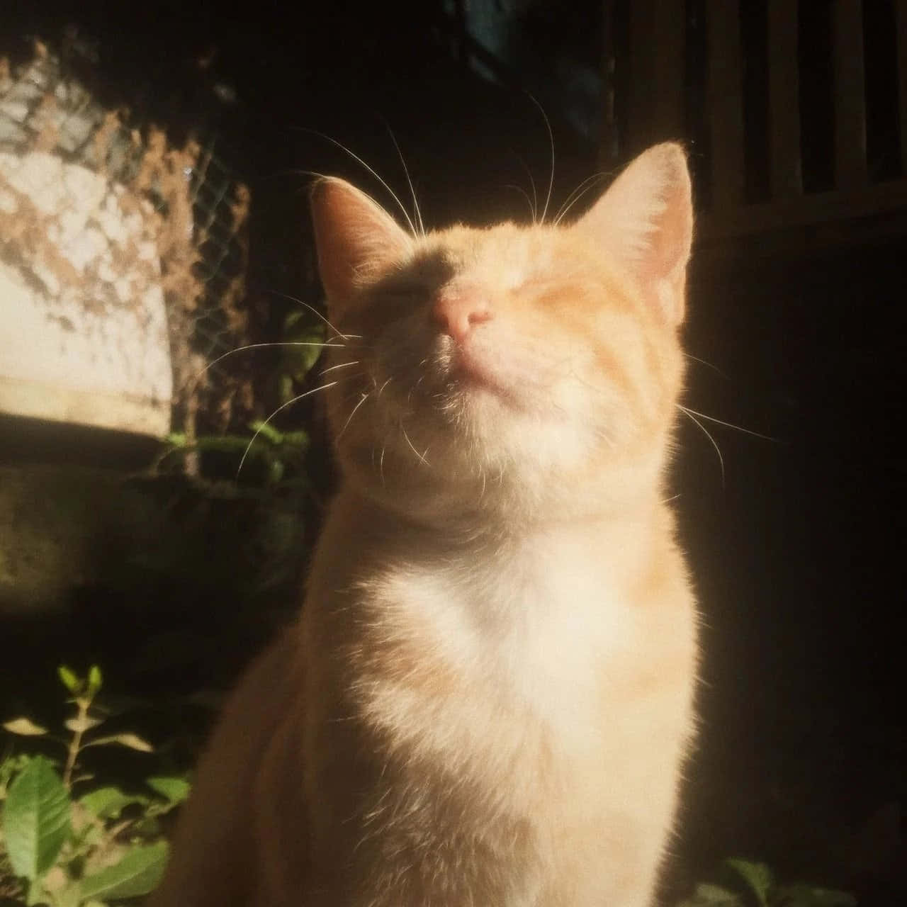 美的な猫で世界をもっとスタイリッシュに 壁紙