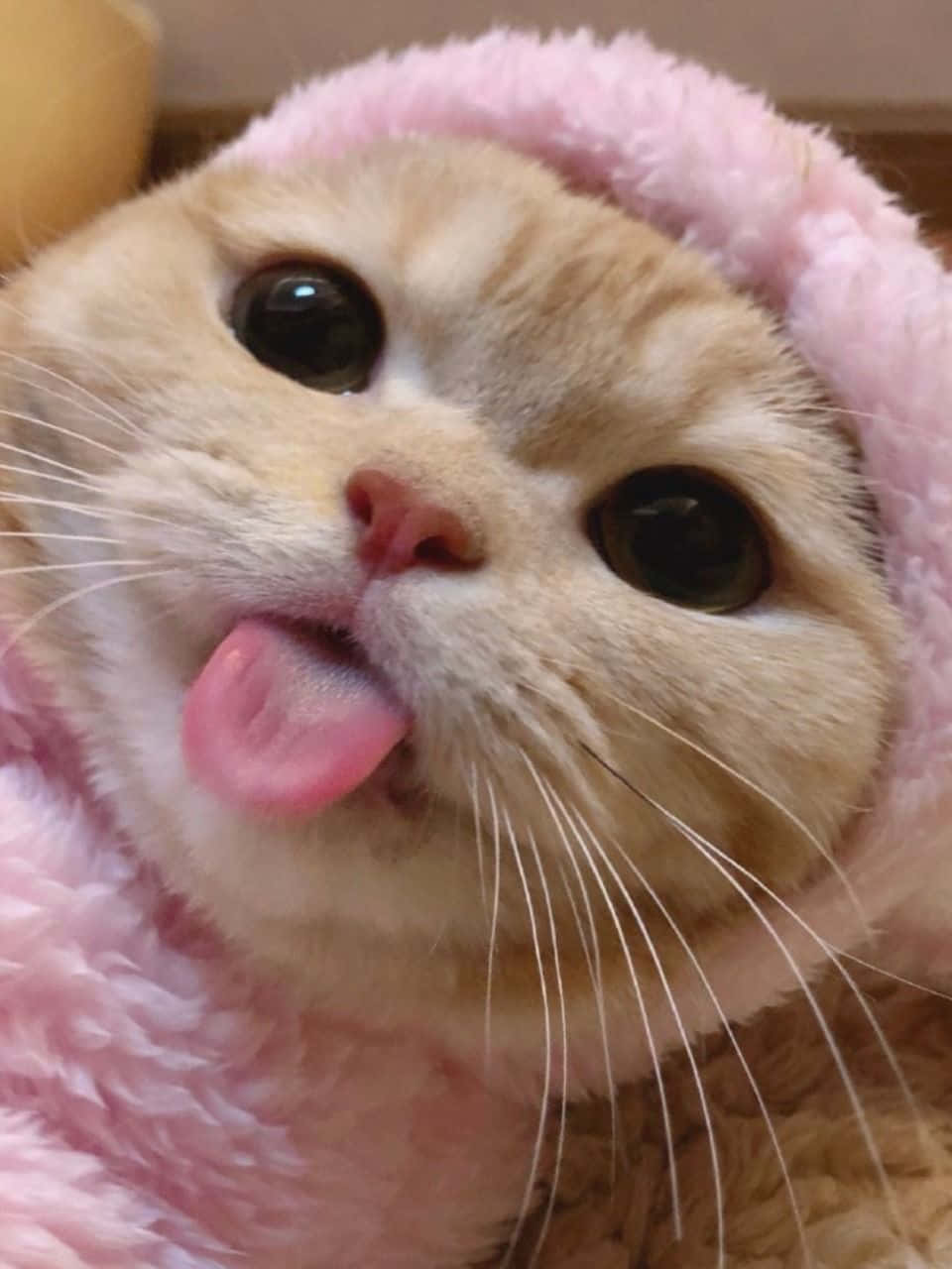 美的な猫の壁紙 壁紙