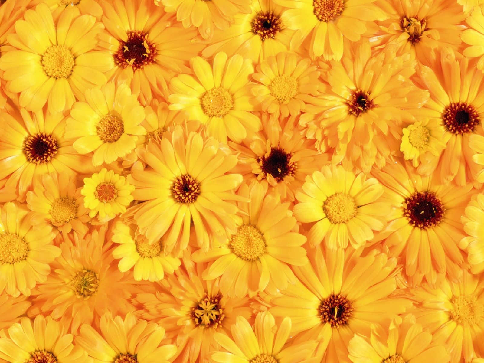 美的な花の背景：画面を彩る咲き誇る美しさ 壁紙