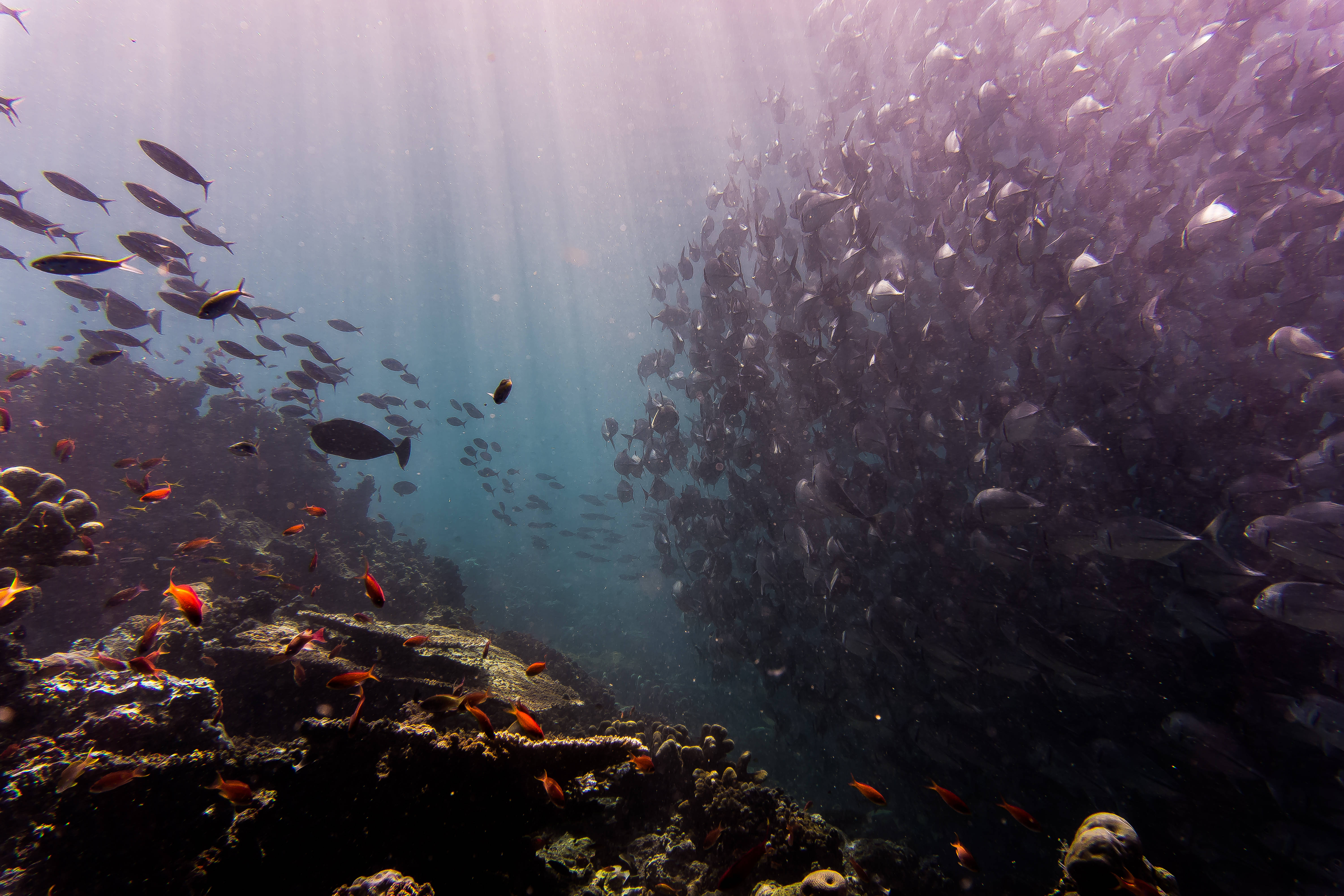 群れ 4K Ultra HD 魚 壁紙