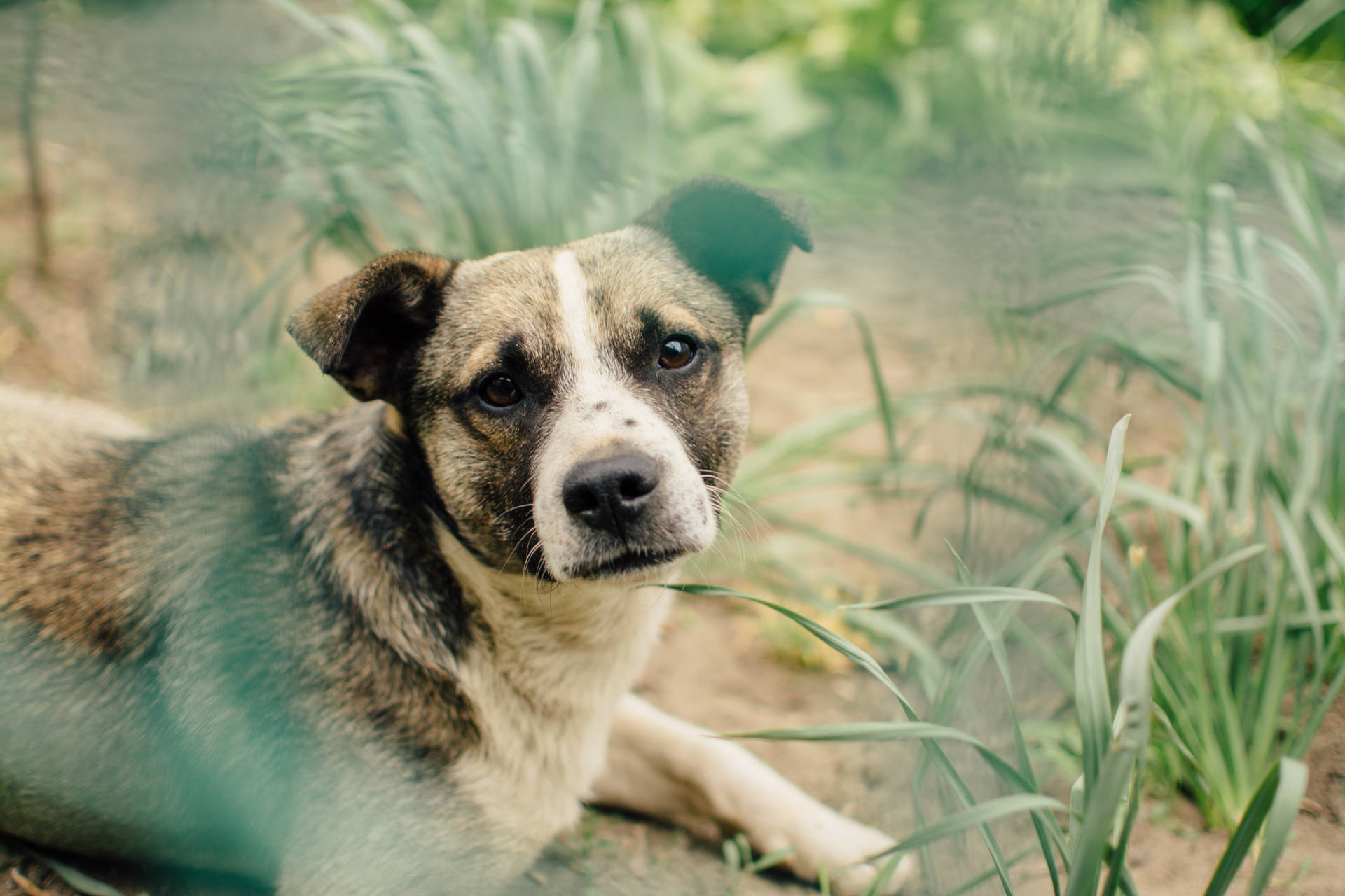 背の高い草の茂みの中に座る成犬の壁紙