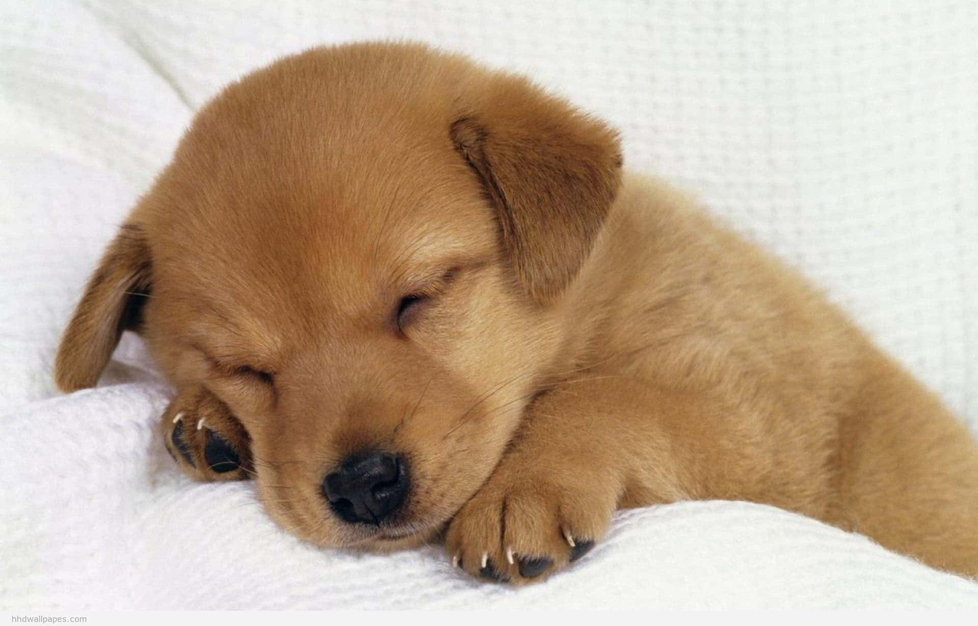 自分の姿に魅了された子犬がうっとり 壁紙